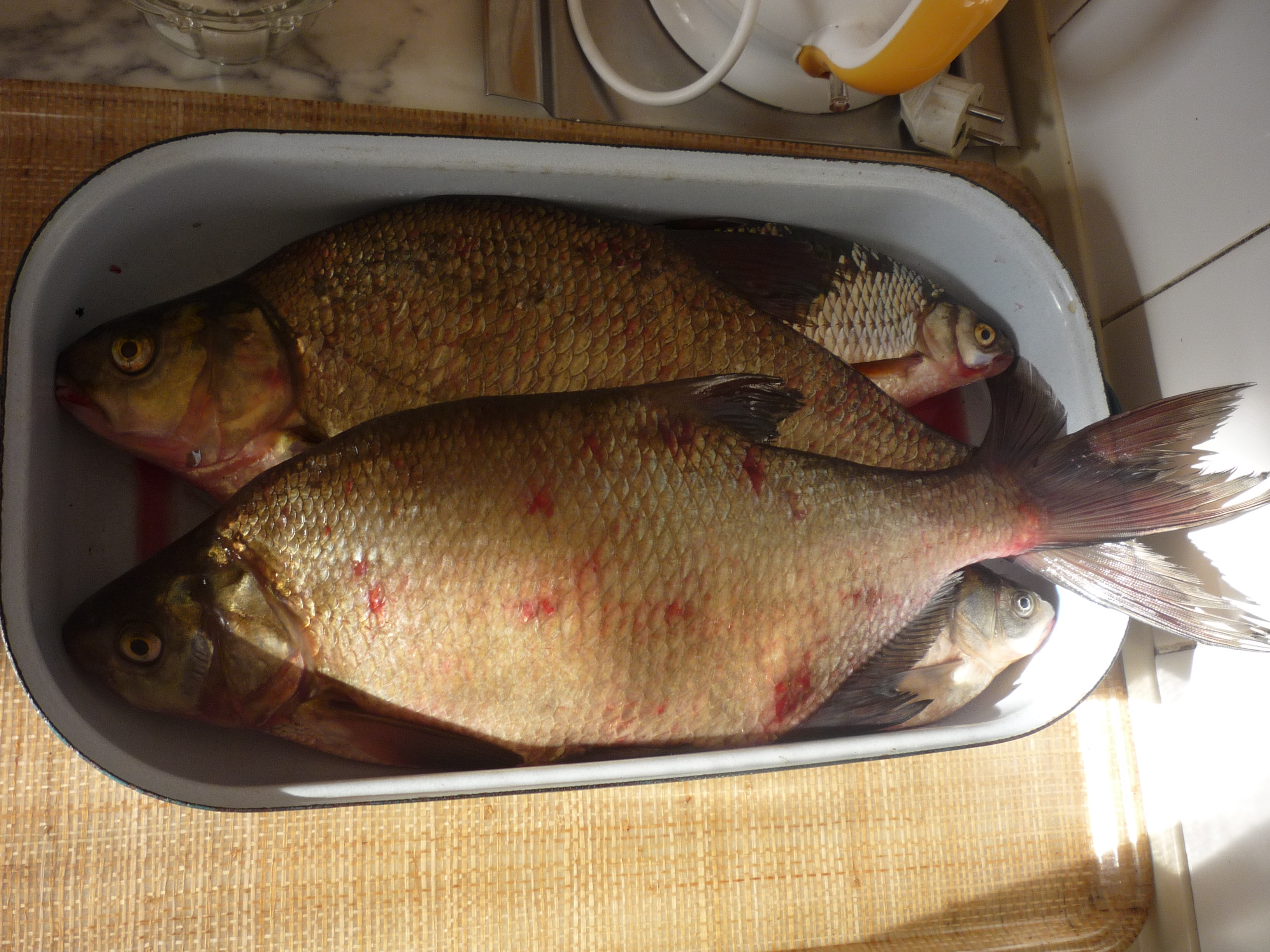 Common Bream
