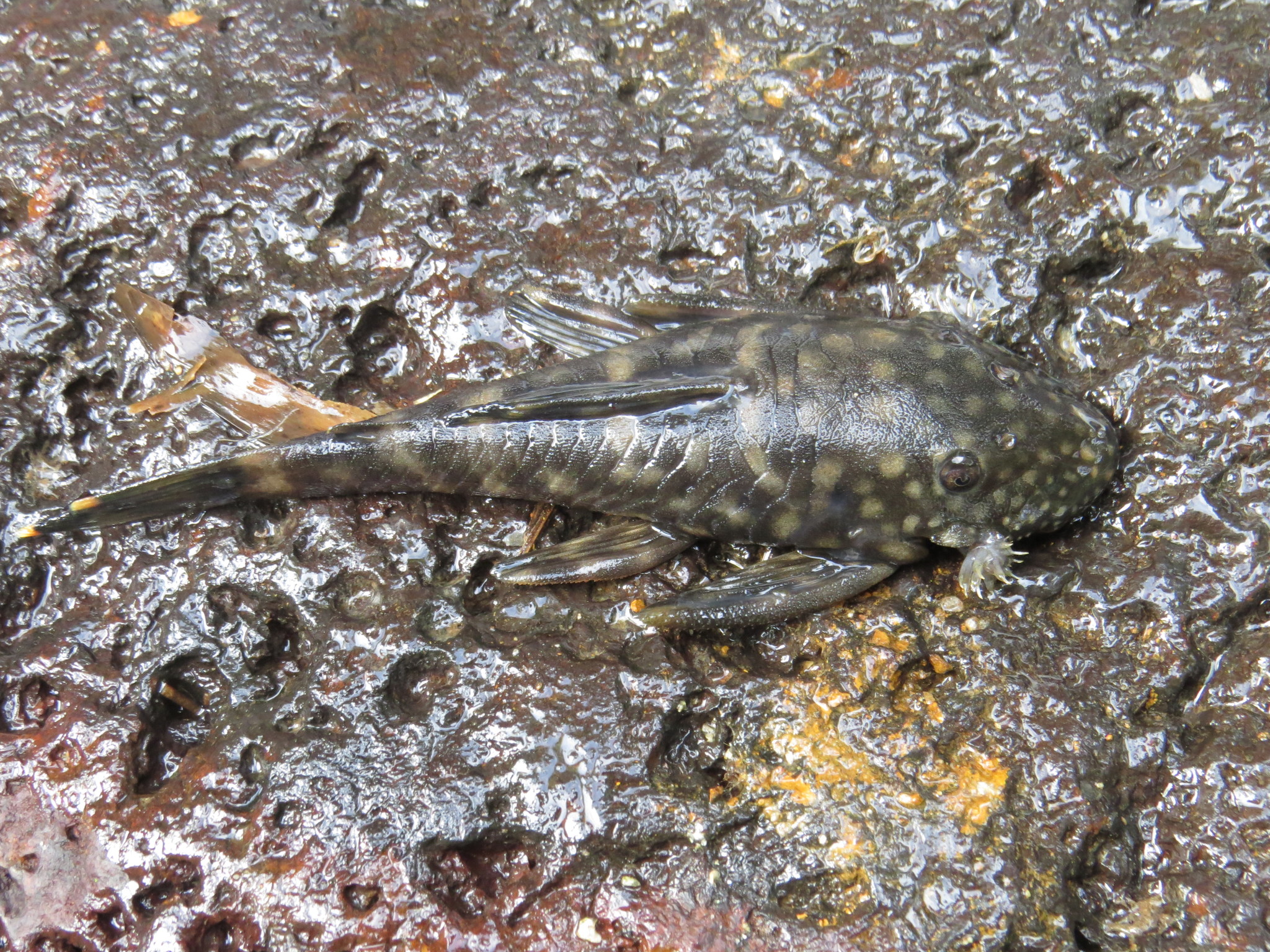 Multispinis Bristlenose Catfish