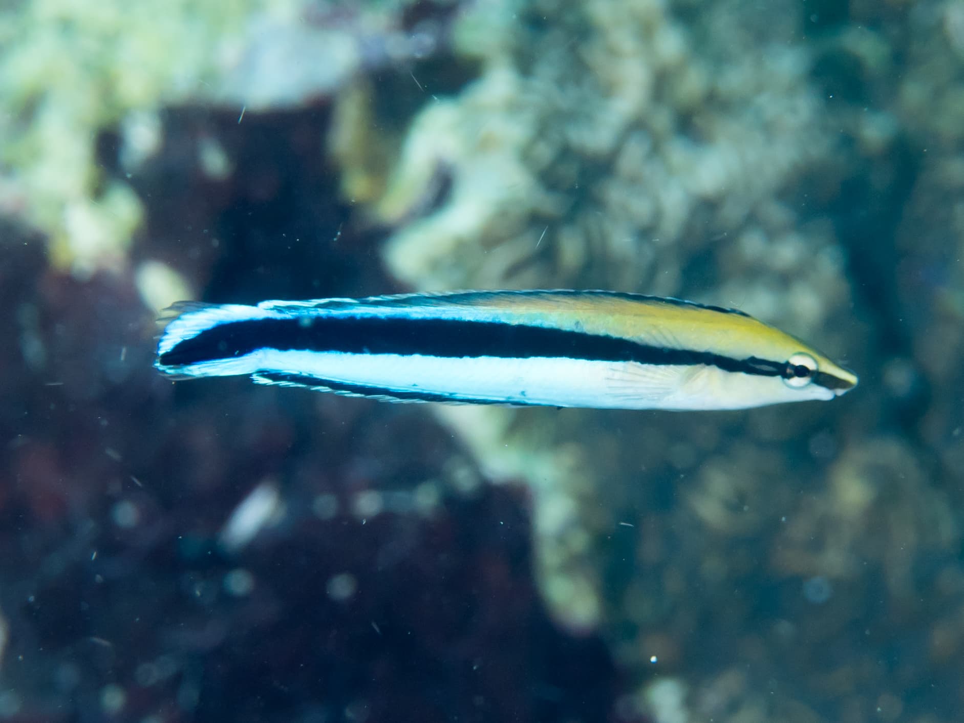Wrasse (Cleaner)