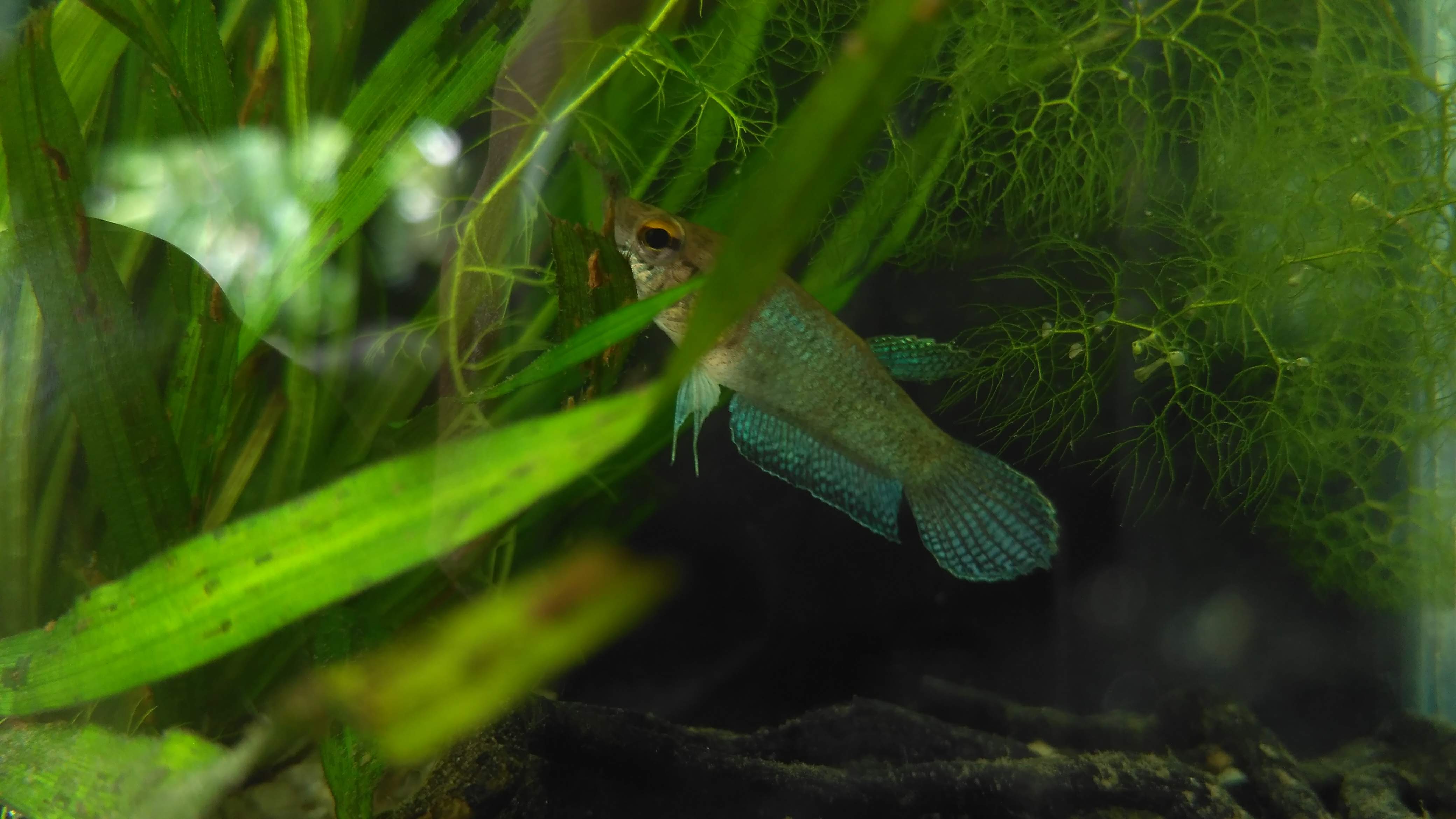 Betta Edithae