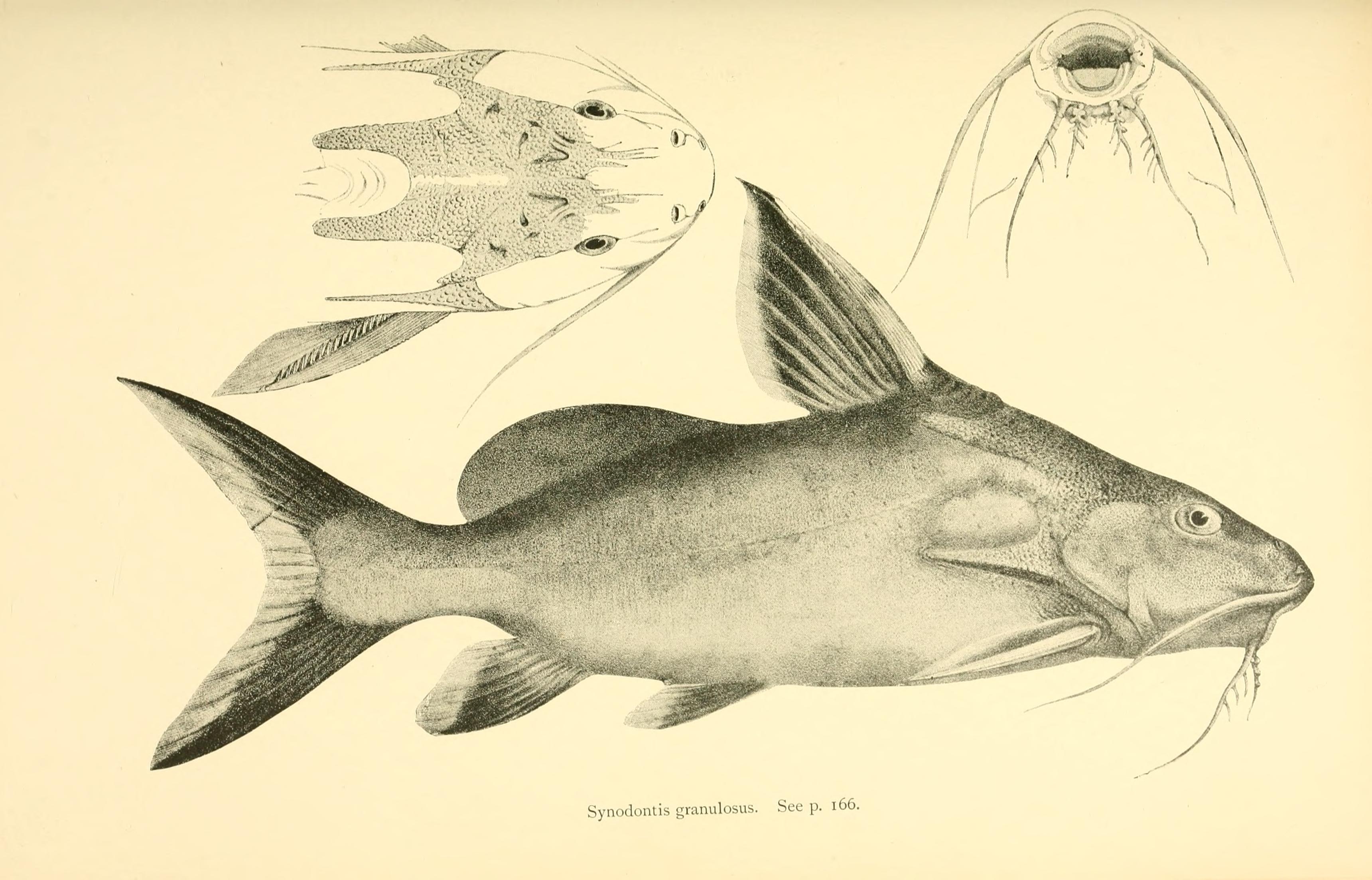 Granulated Synodontis