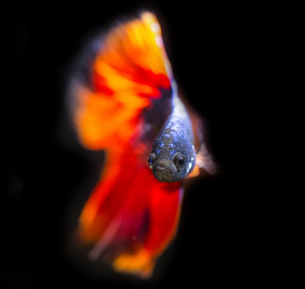 Betta Fish