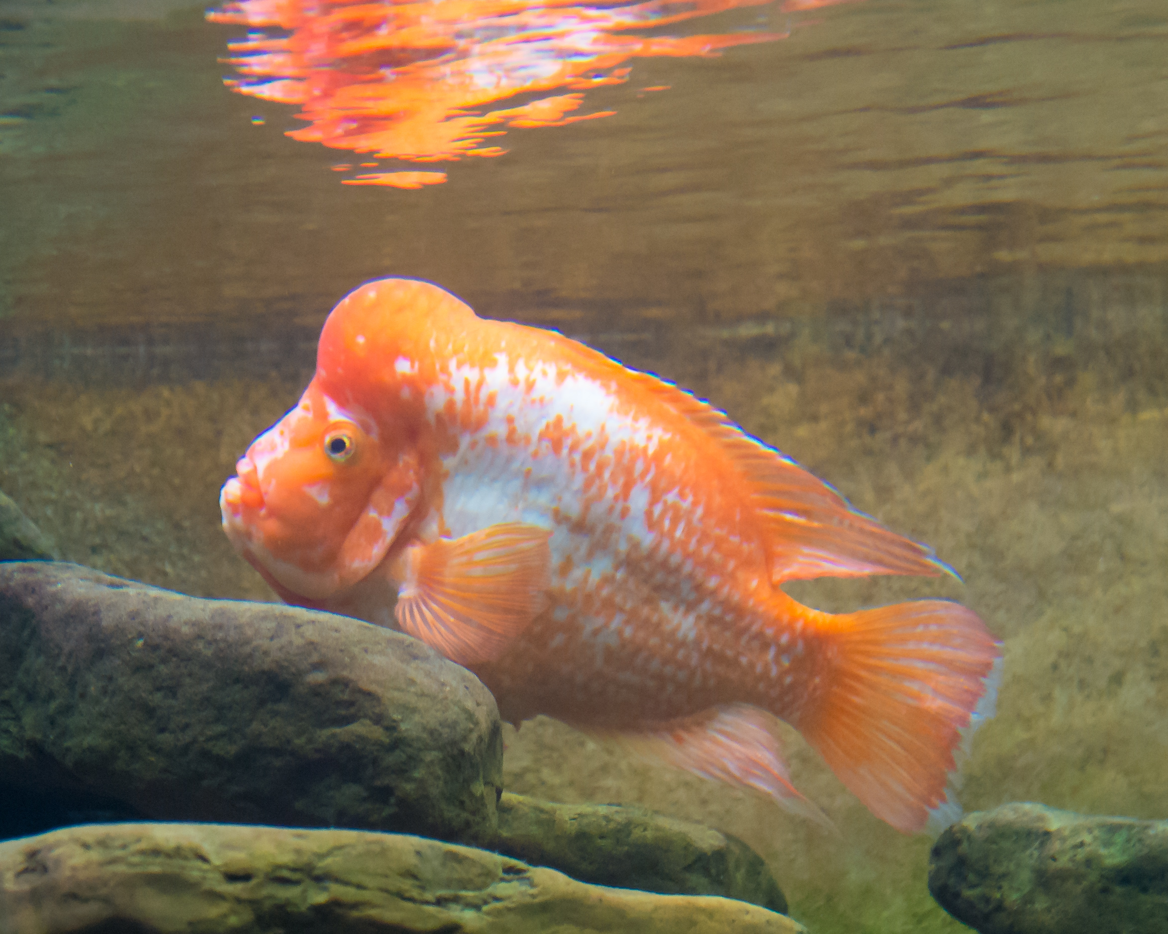 Midas Cichlid
