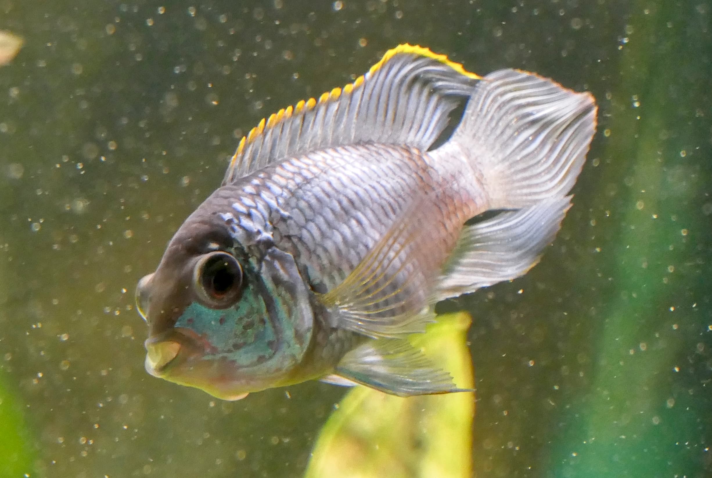 Blue Acara