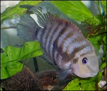 Convict Cichlid