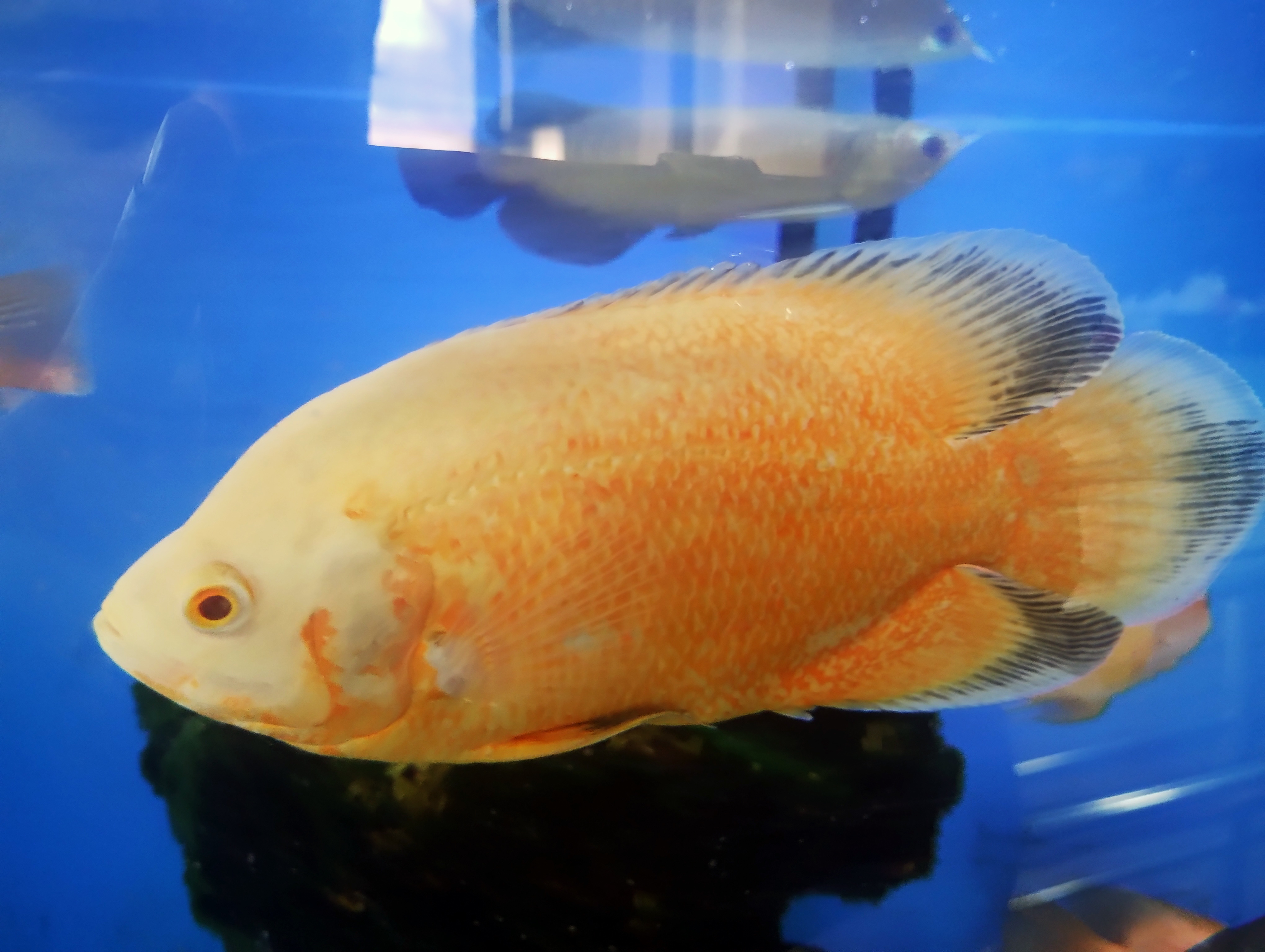 Oscar Cichlid