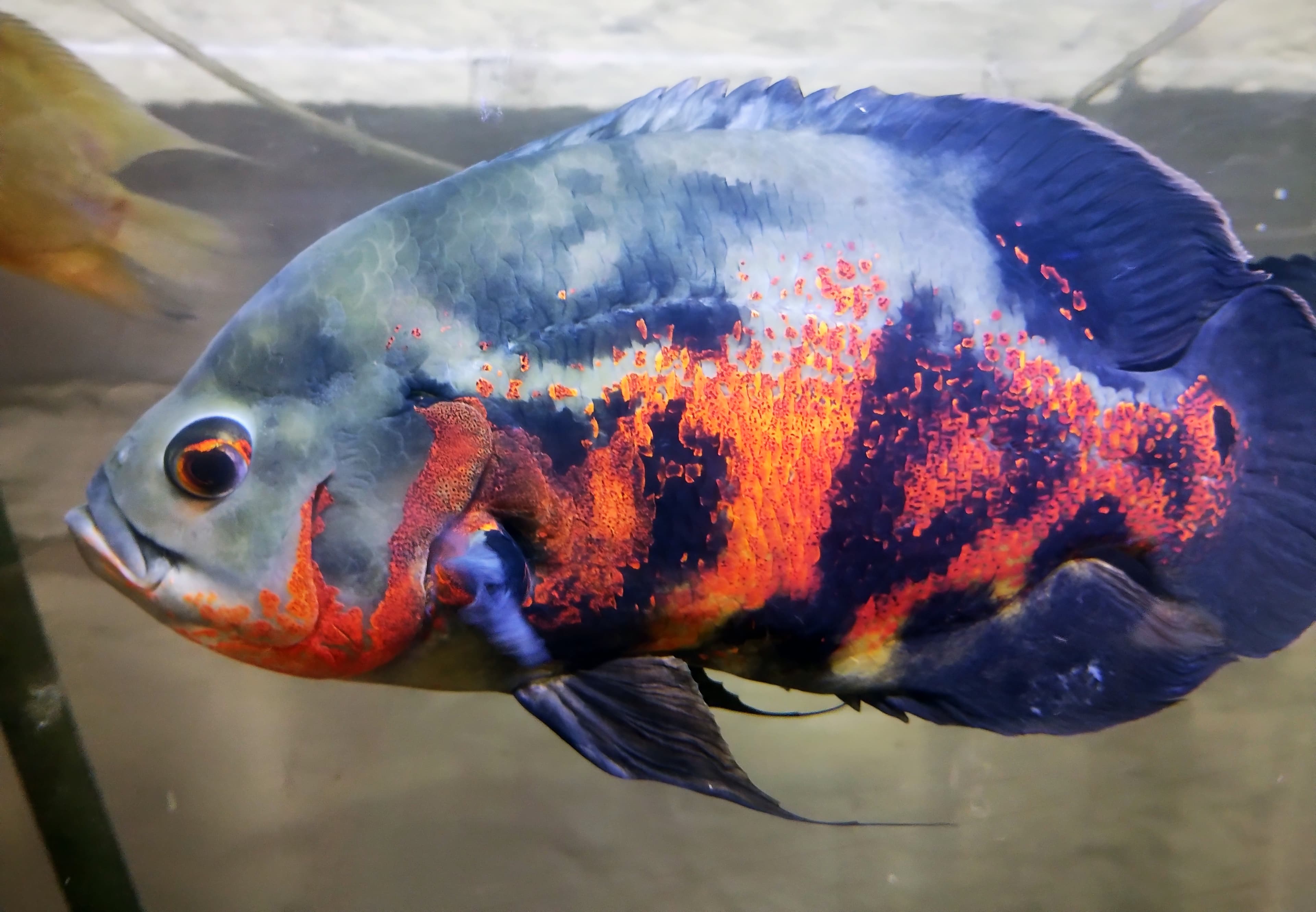 Oscar Cichlid