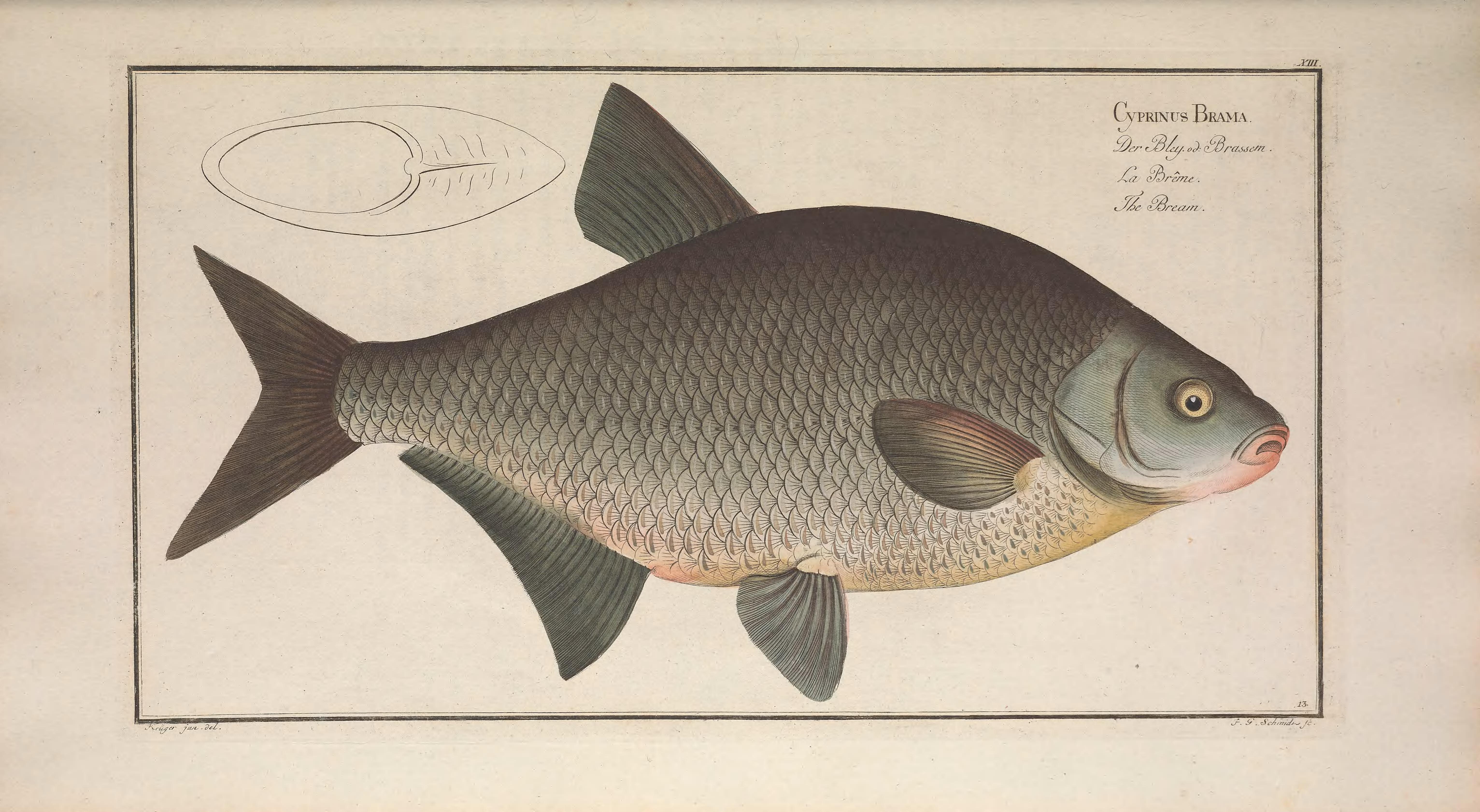 Common Bream