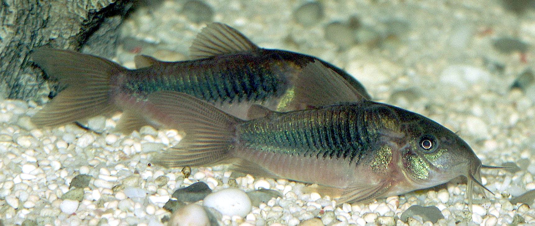 Bronze Corydoras