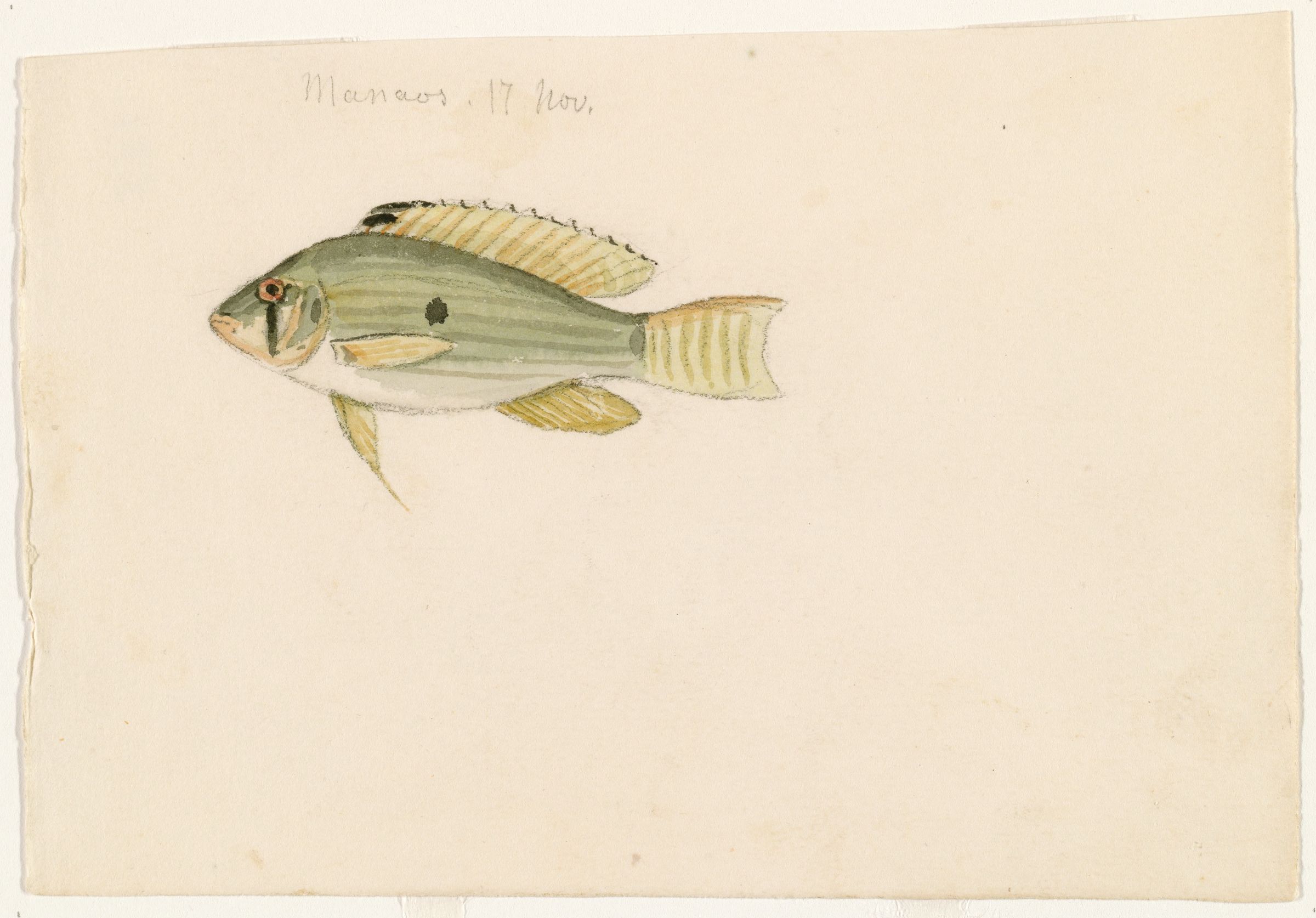 Thread-finned Cichlid