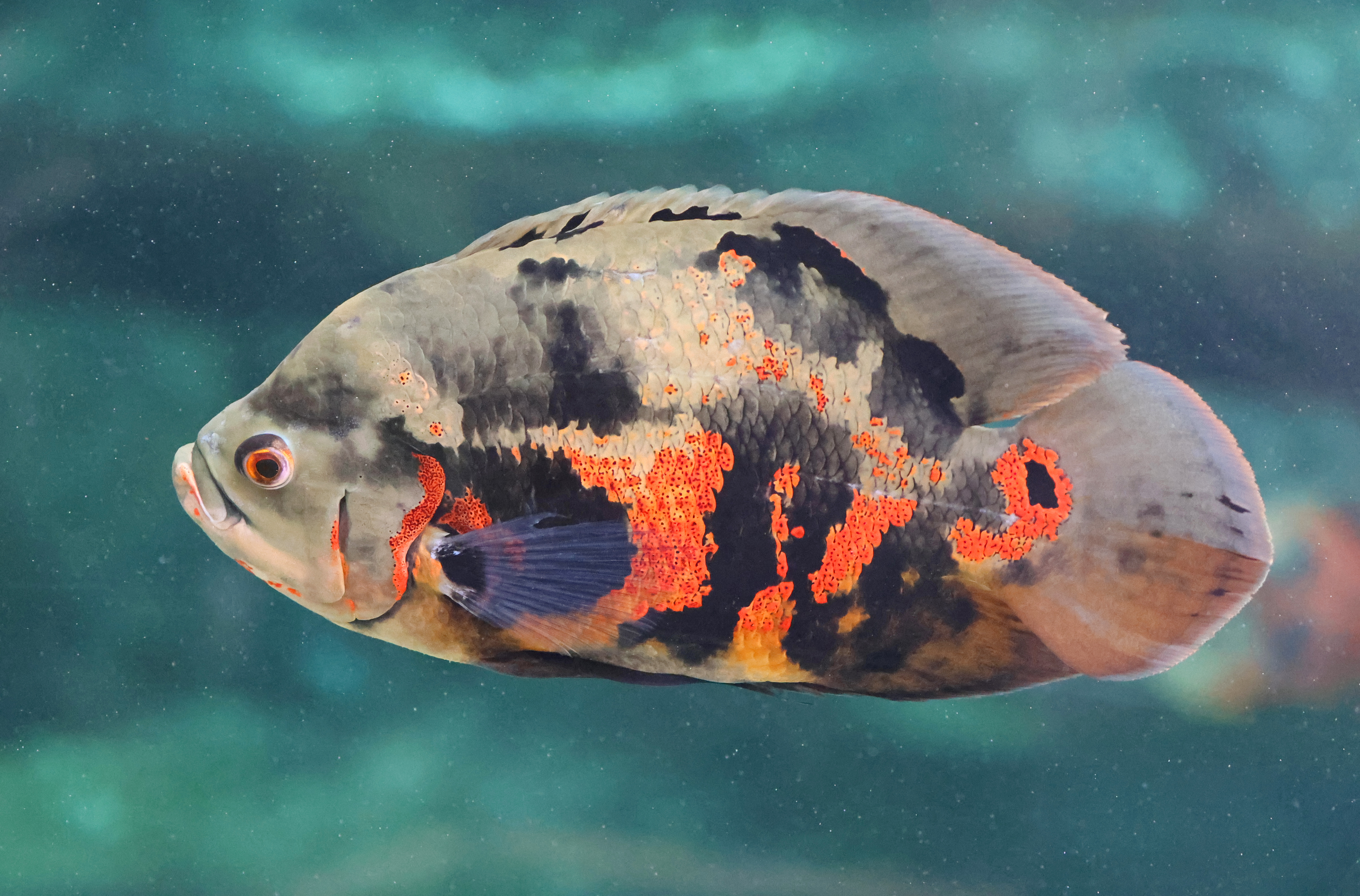 Oscar Cichlid