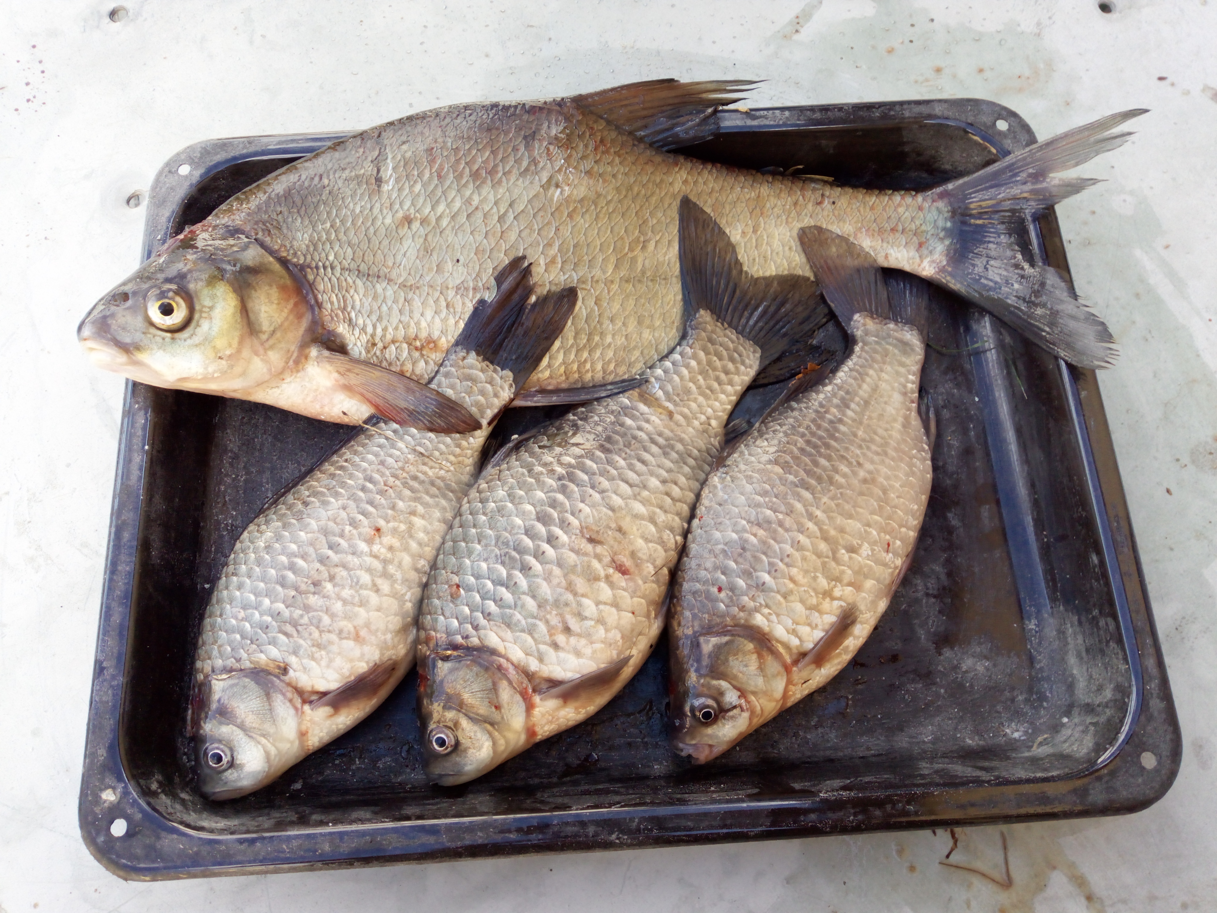 Silver Crucian Carp