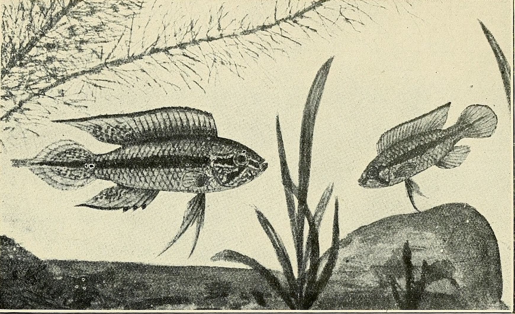 Cockatoo Dwarf Cichlid