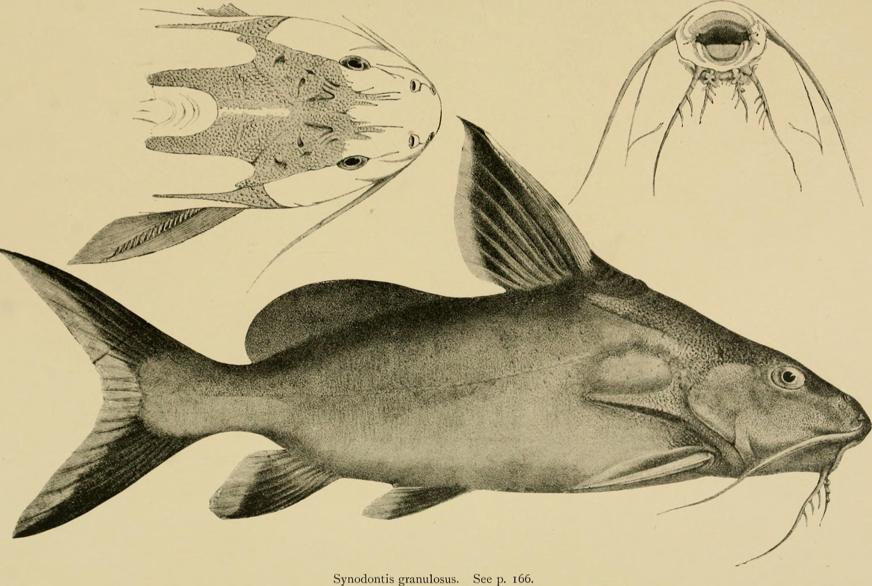 Granulated Synodontis