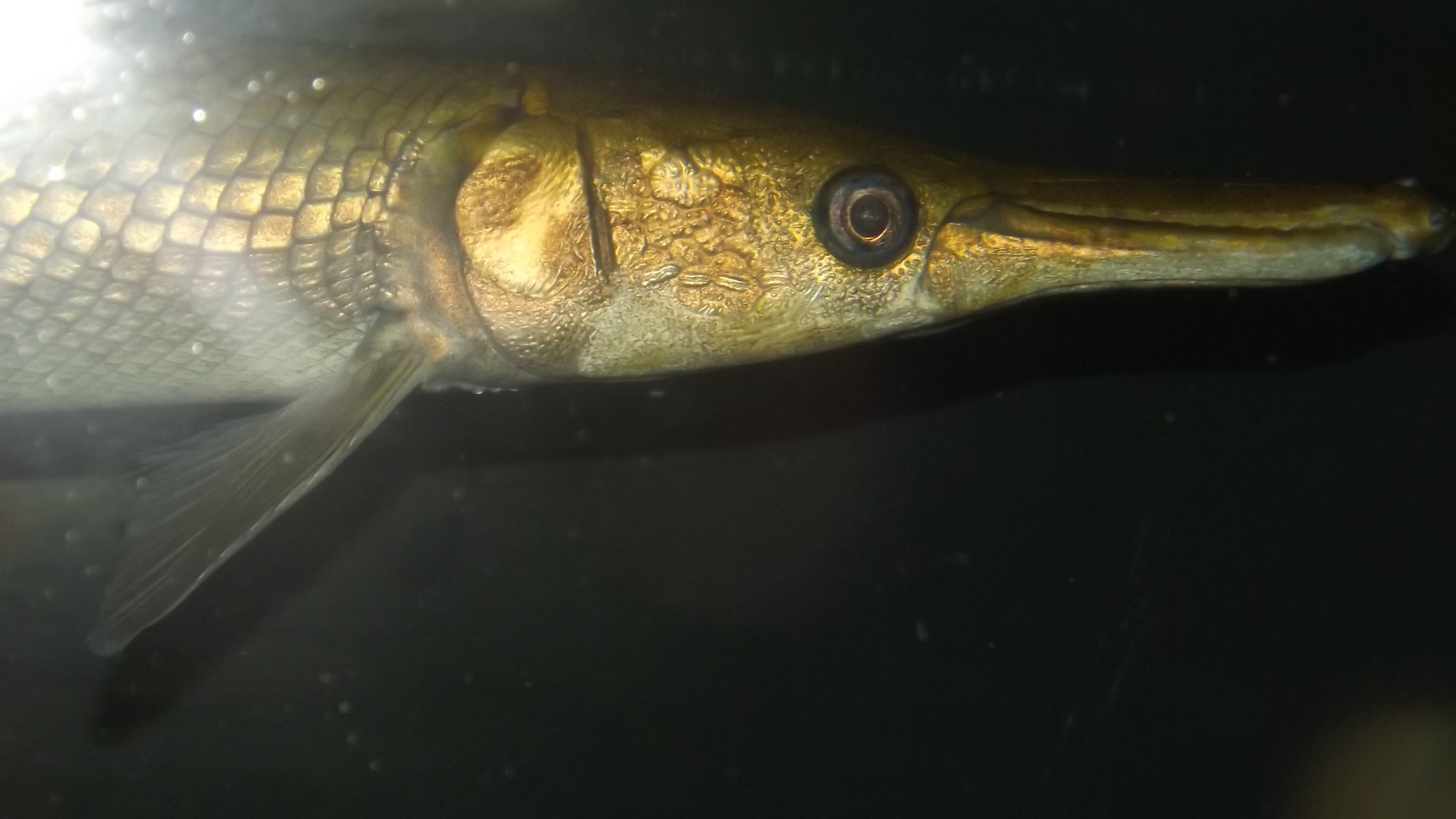 Alligator Gar