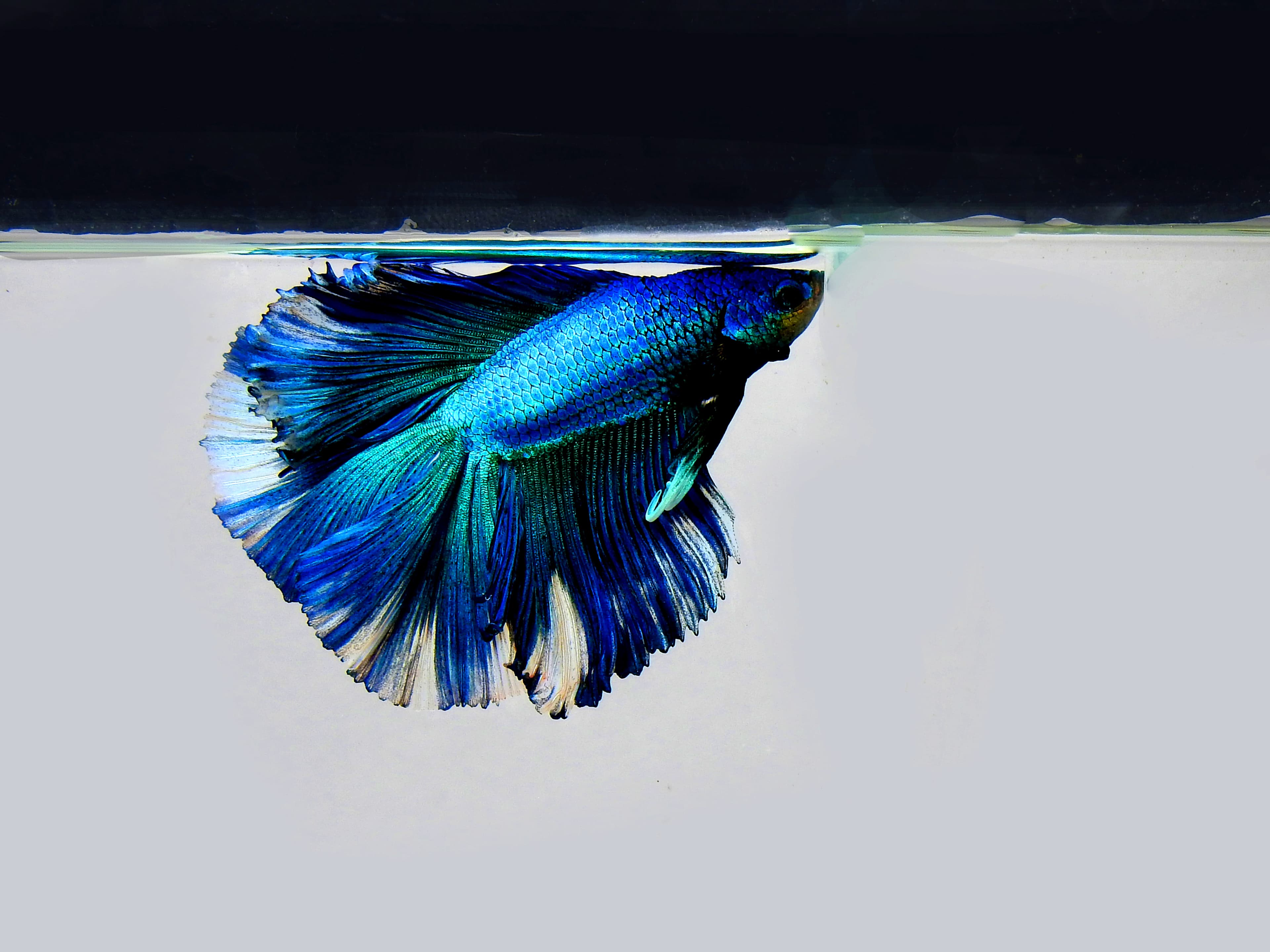 Half Moon Betta
