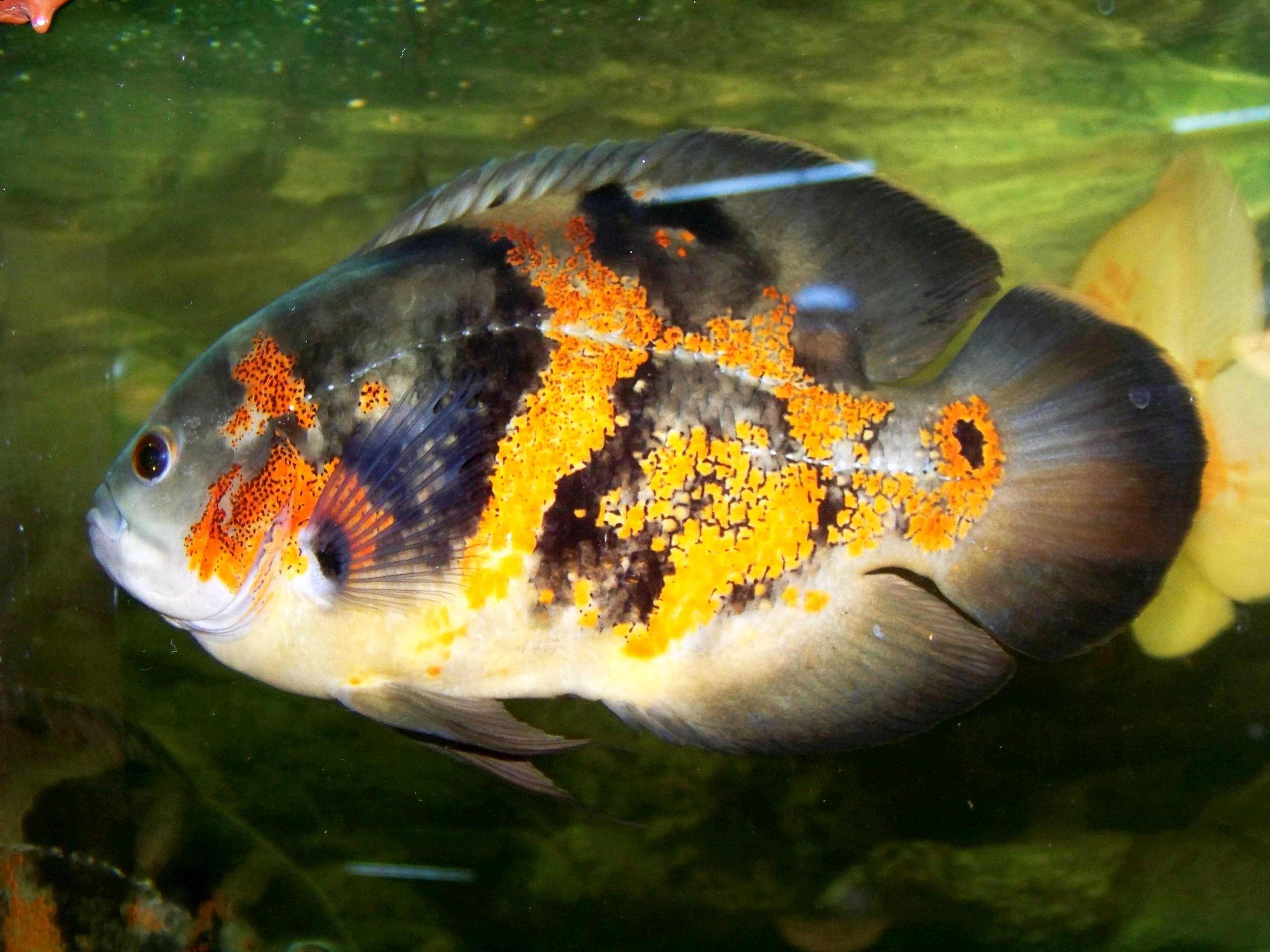 Oscar Cichlid