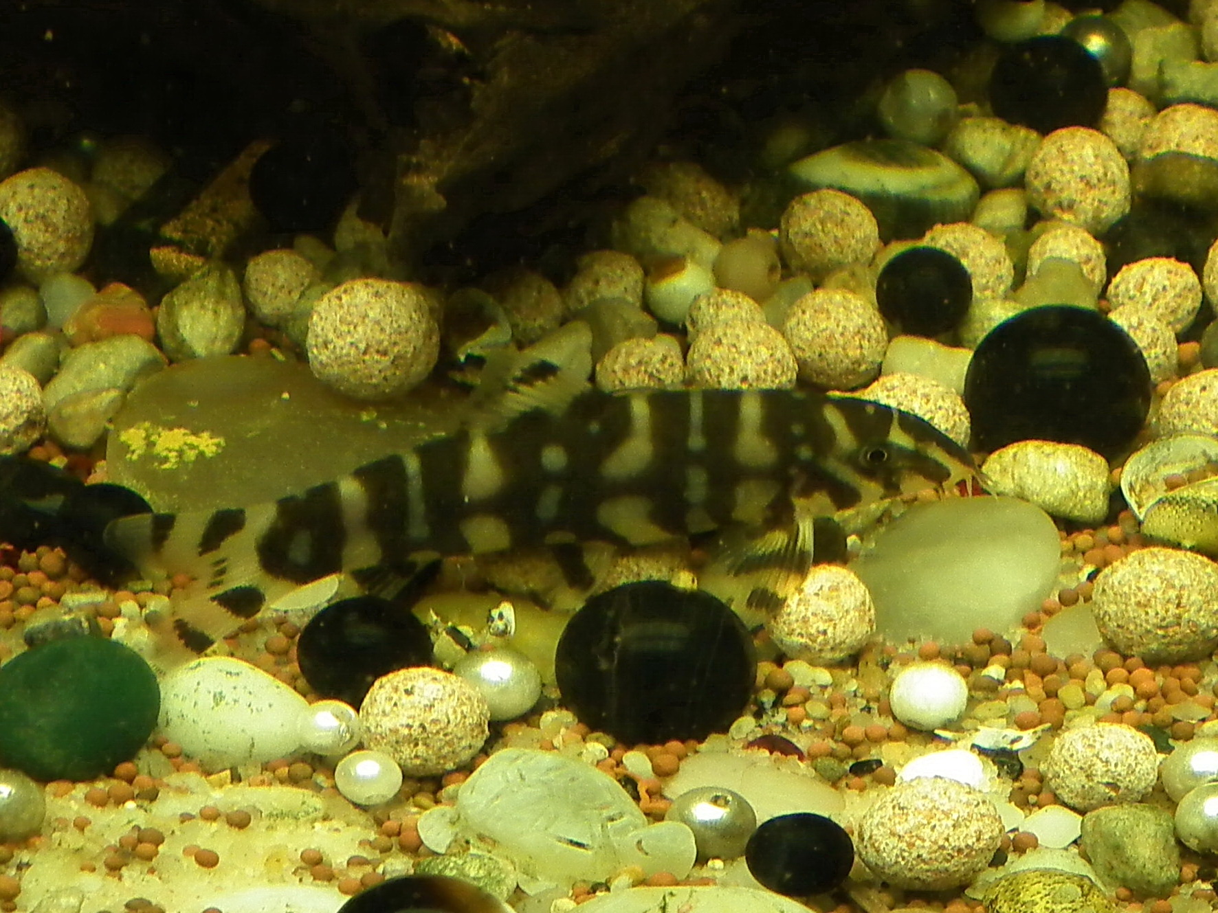 YoYo Loach