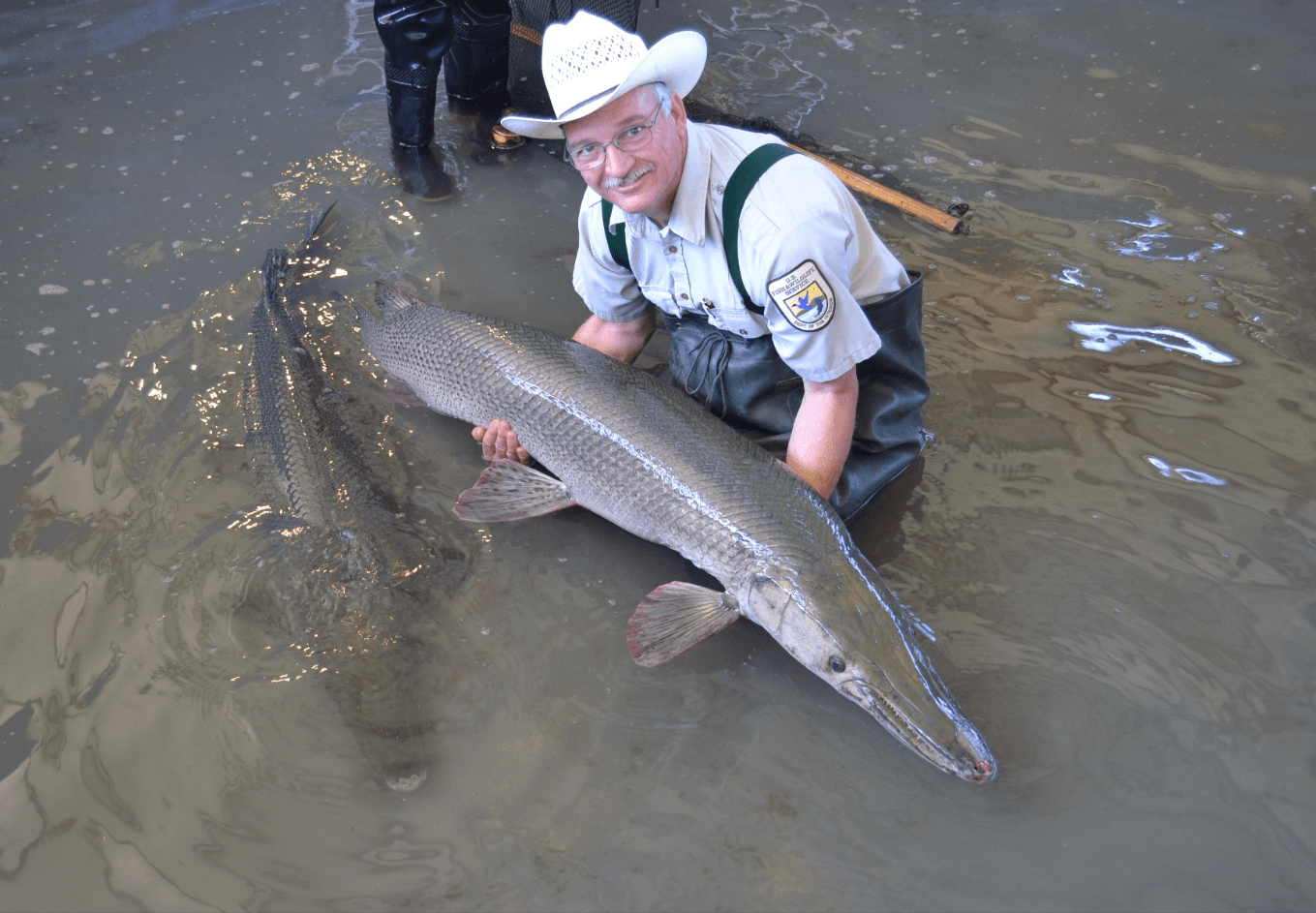 Alligator Gar