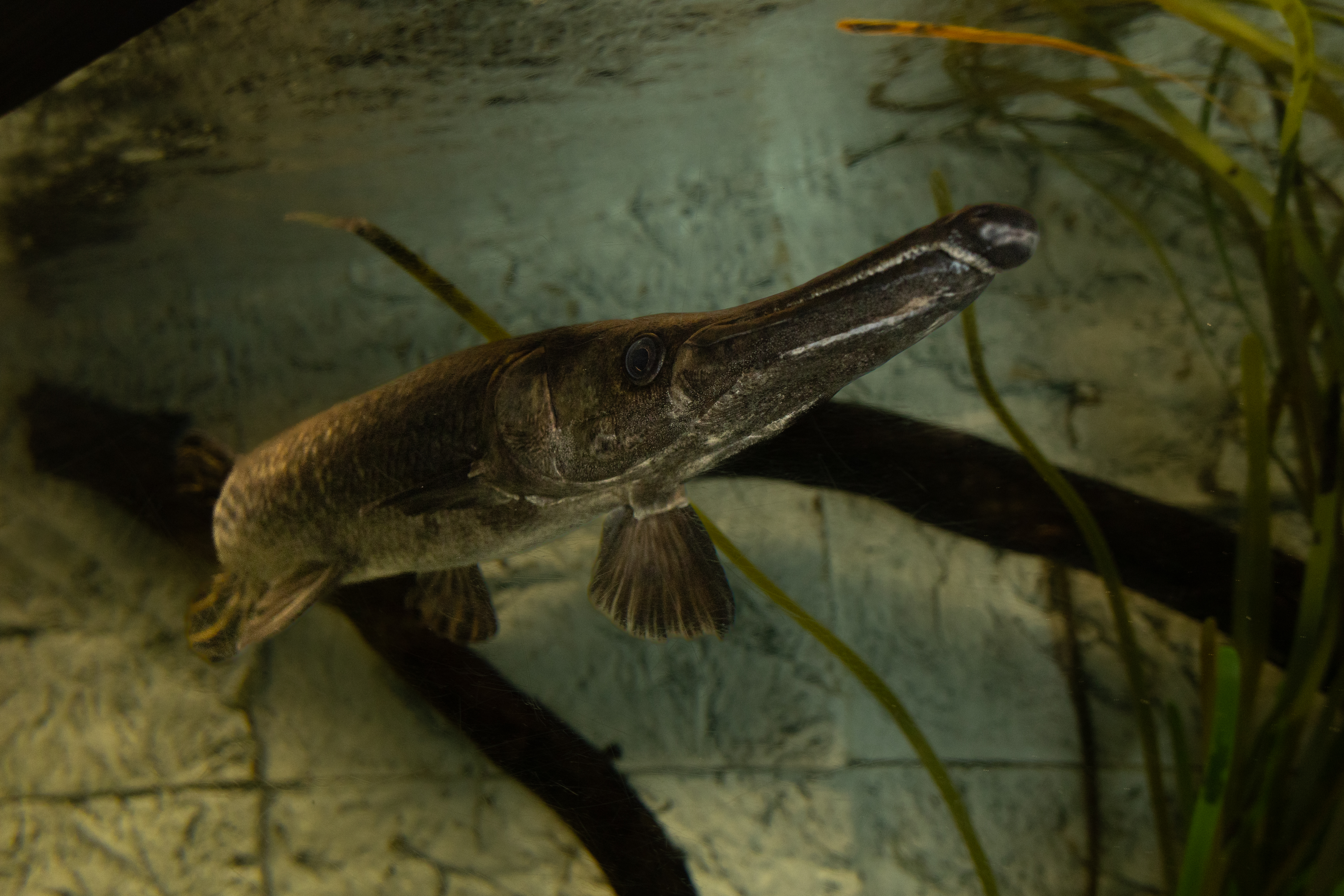 Alligator Gar