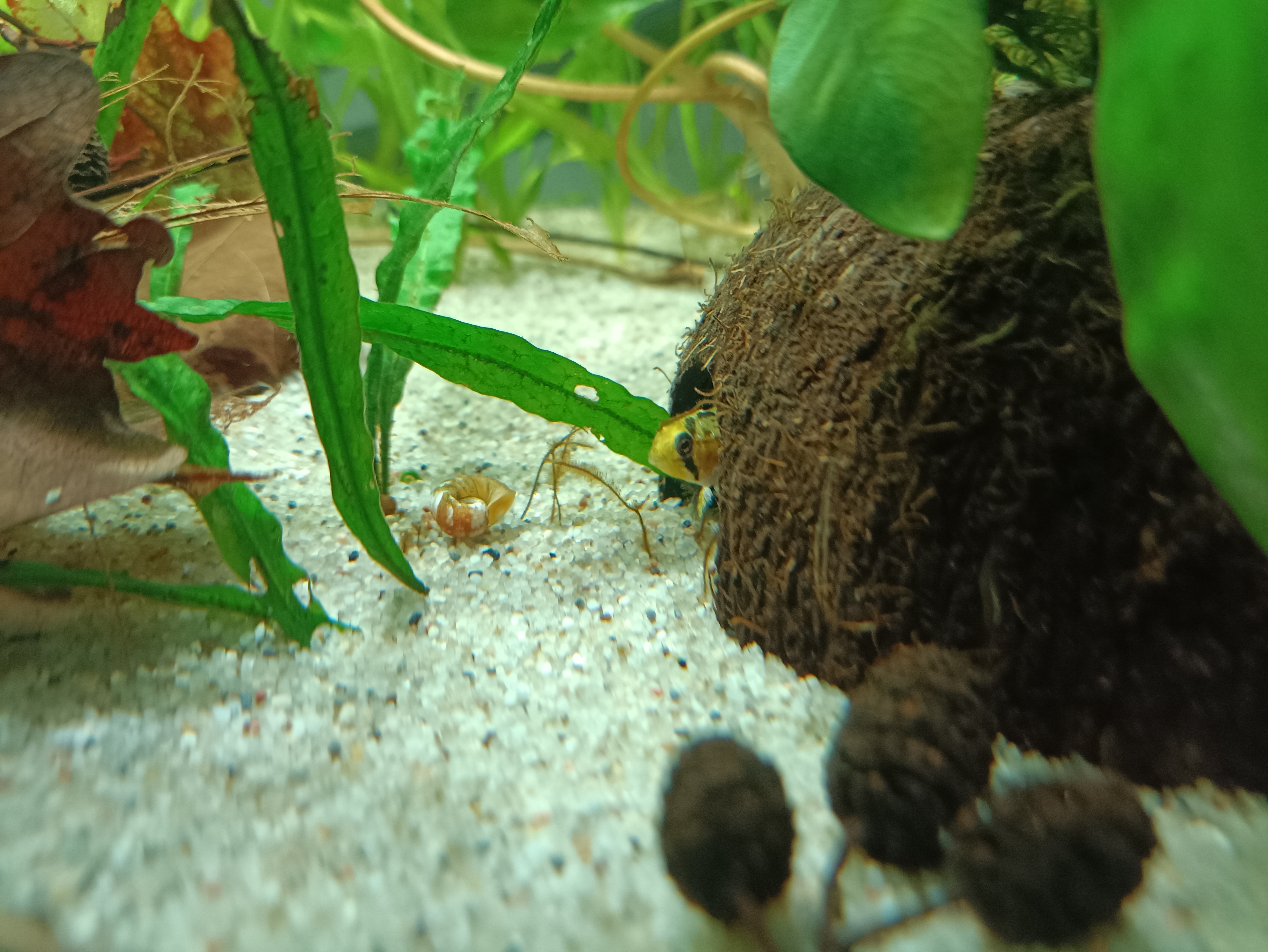 Hongslo's Dwarf Cichlid