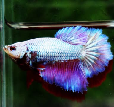 Betta Fish