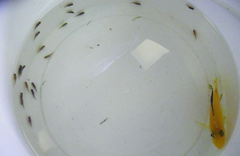 Electric Yellow Cichlid