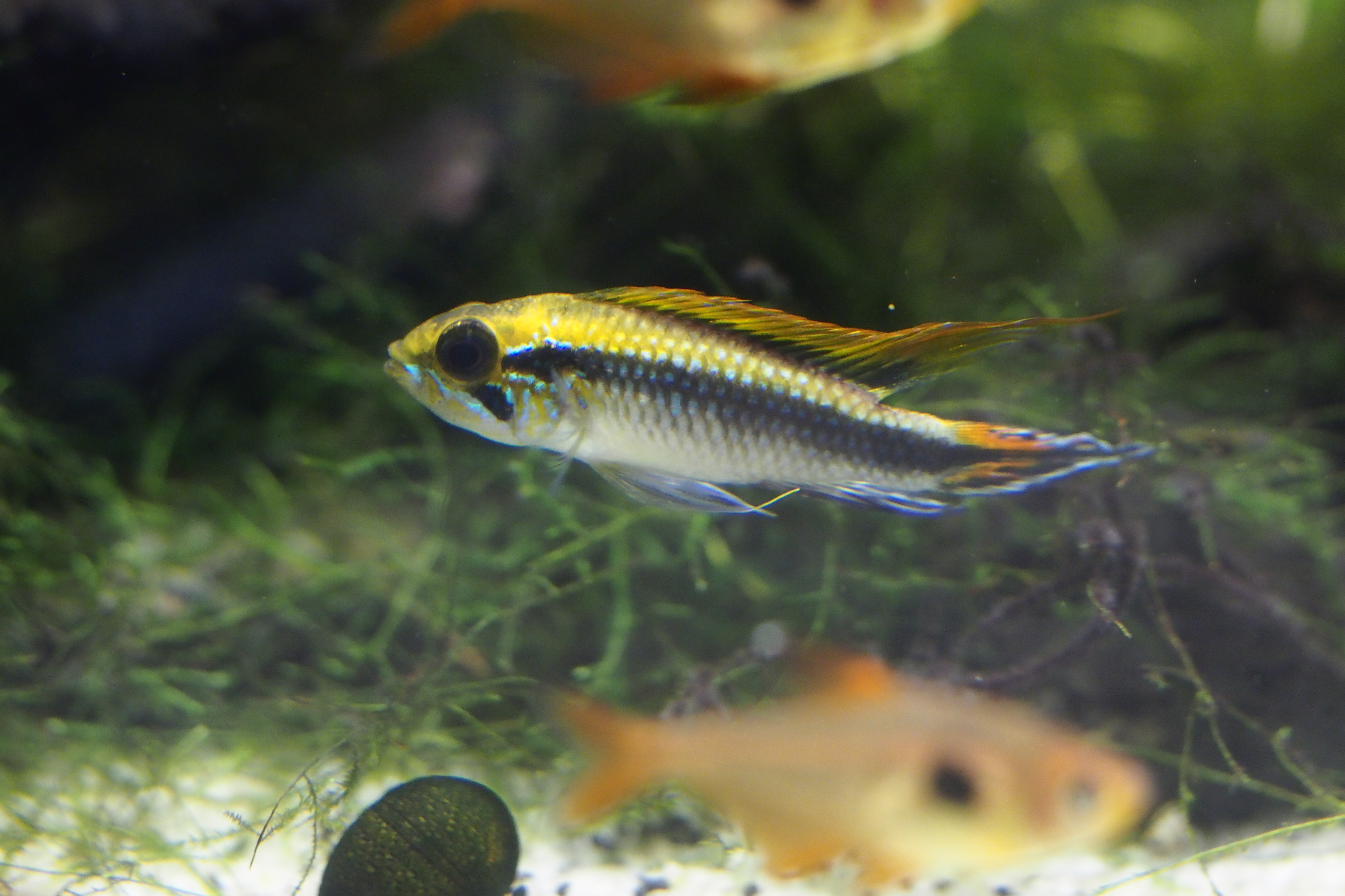 Agassiz's Dwarf Cichlid