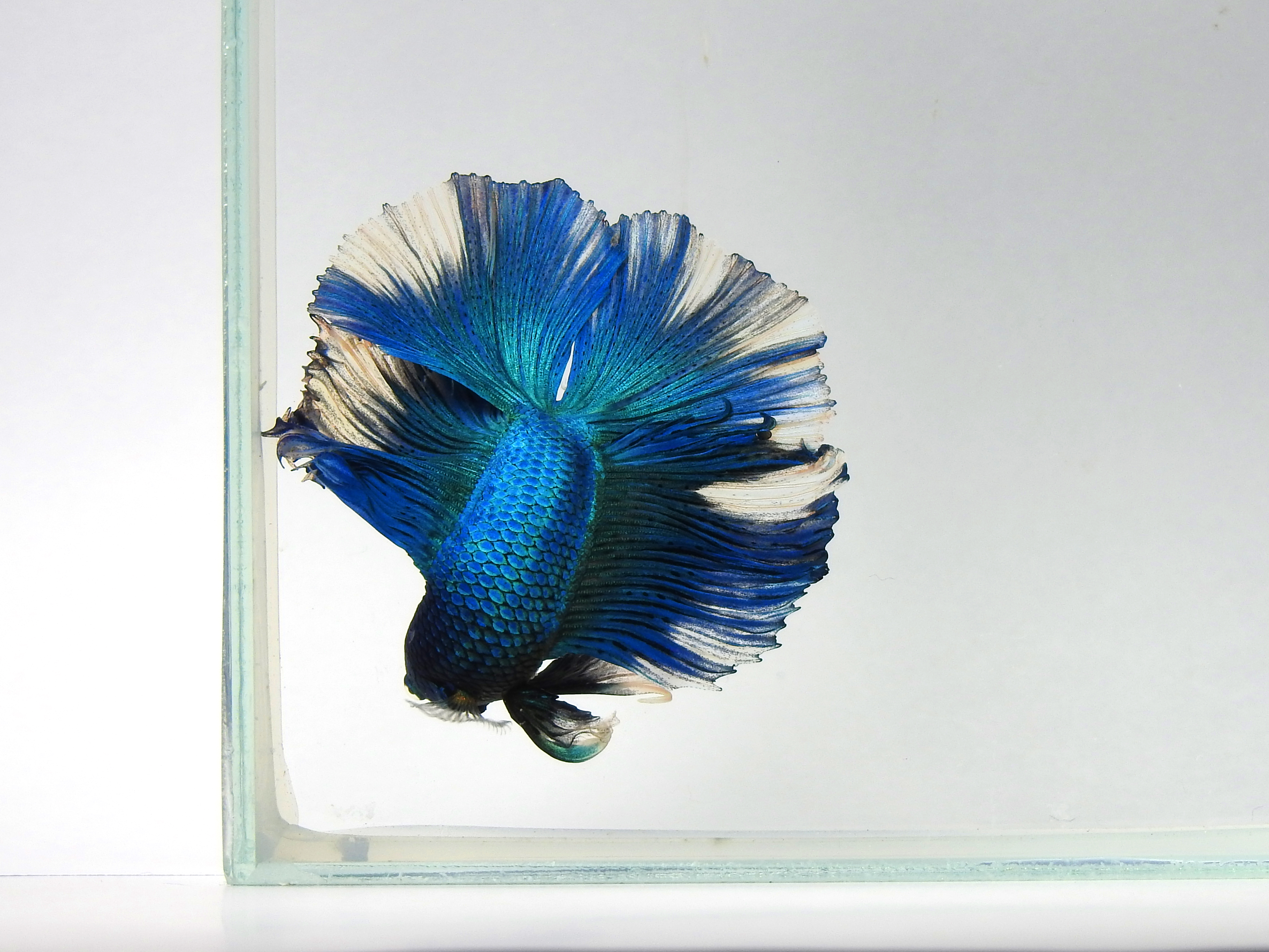 Halfmoon Betta