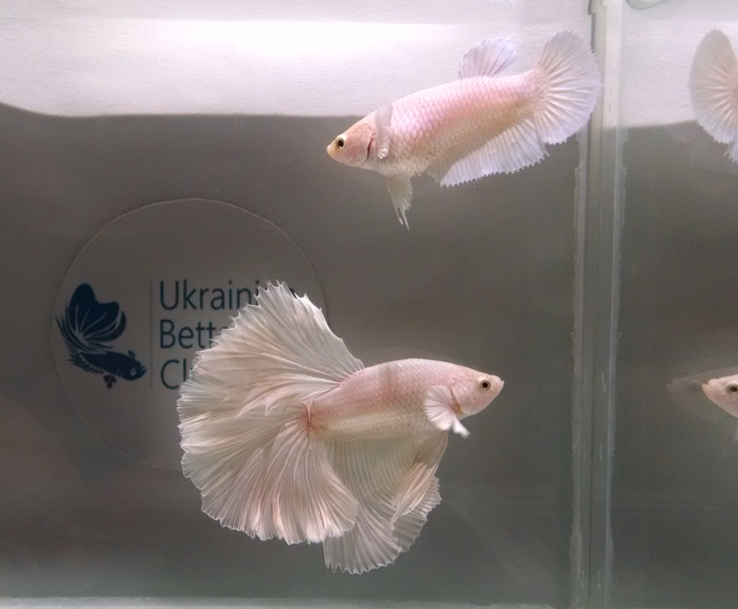 White Opaque Rosetail Betta