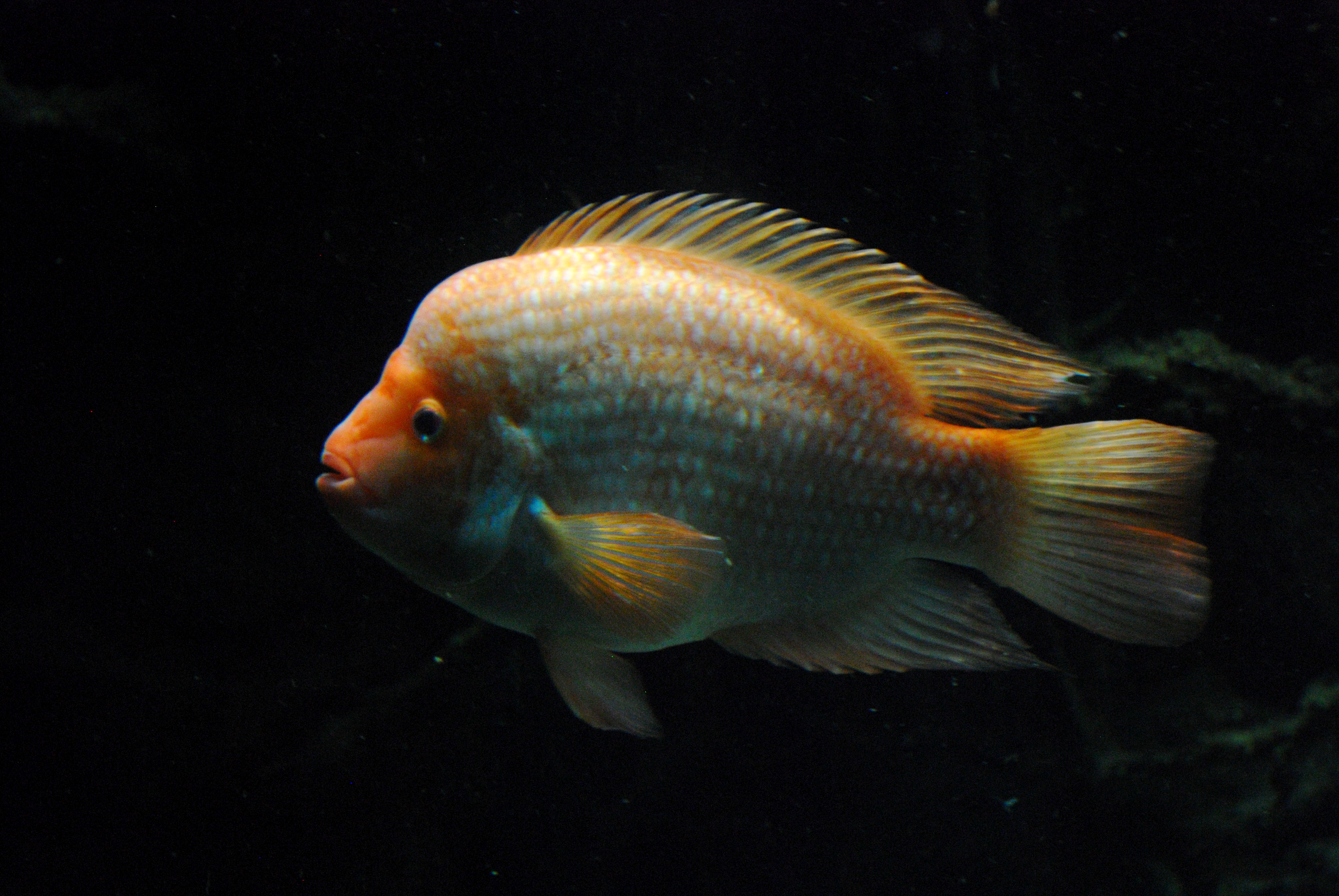Red Devil Cichlid