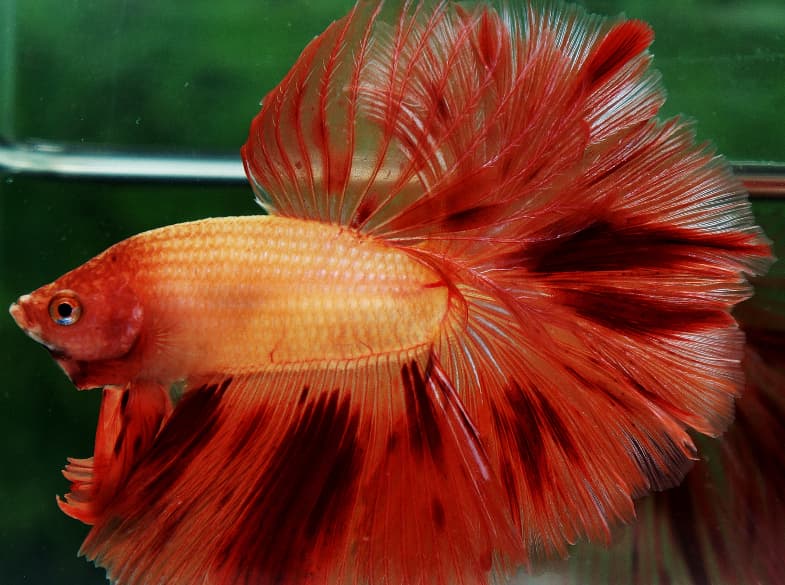 Halfmoon Betta