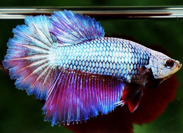 Betta Fish