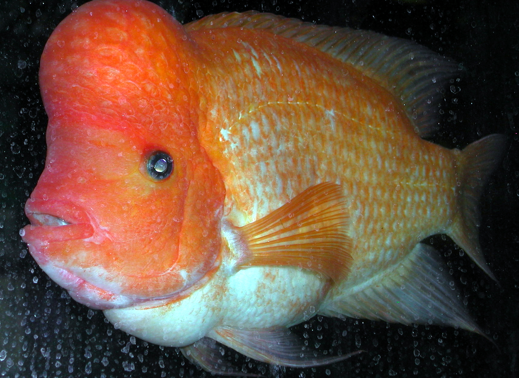 Midas Cichlid
