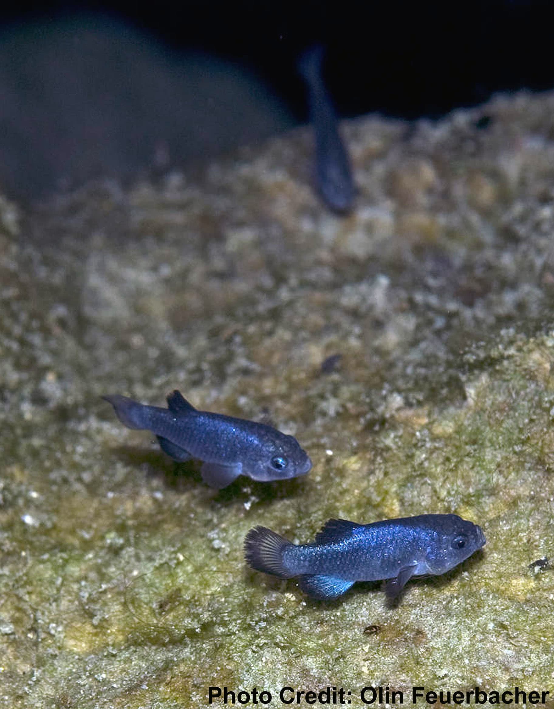Devils Hole Pupfish