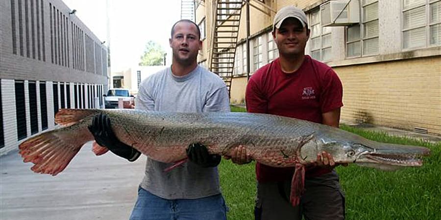 Alligator Gar