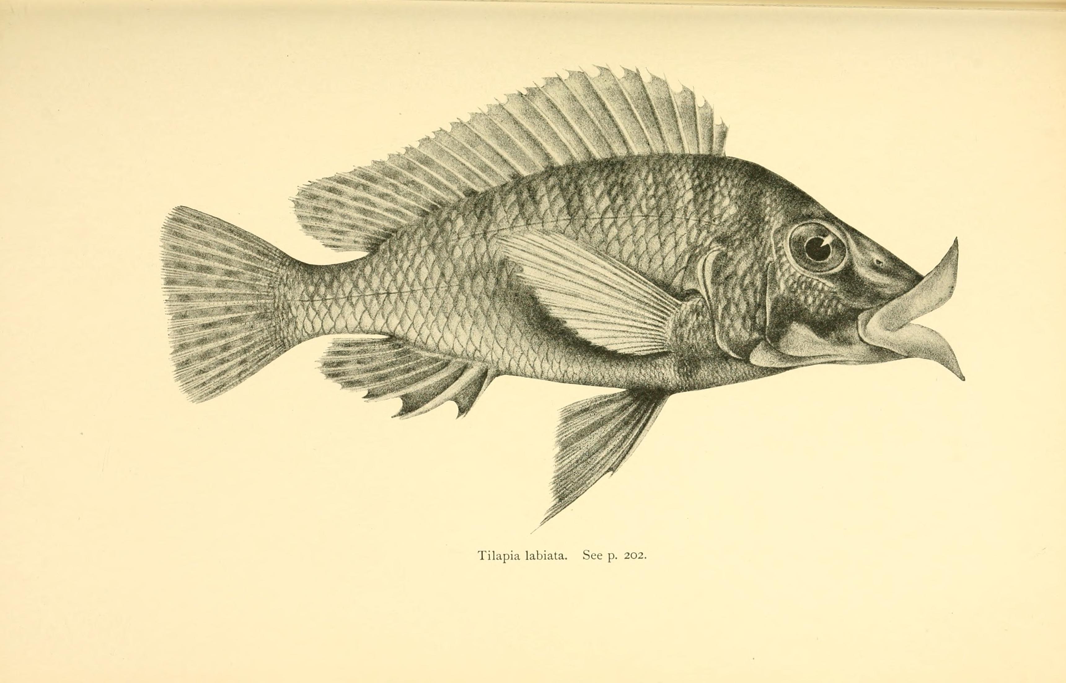 Labiata Cichlid