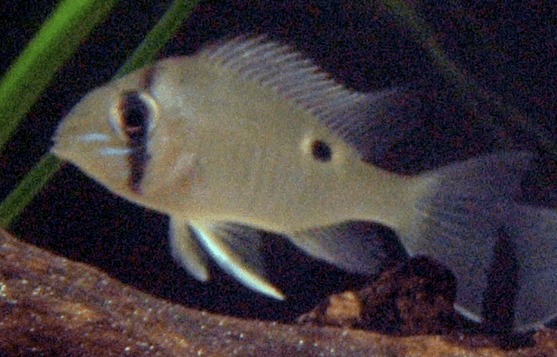 Cupid Cichlid