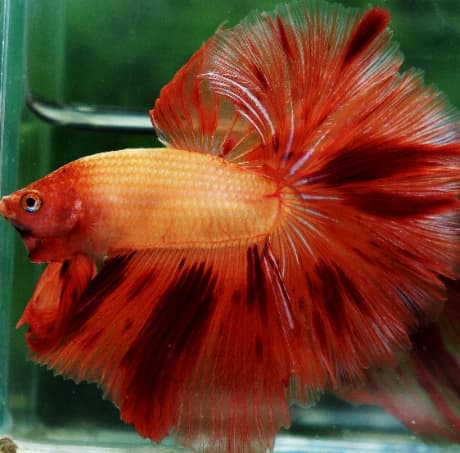Dalmatian Orange Halfmoon Betta