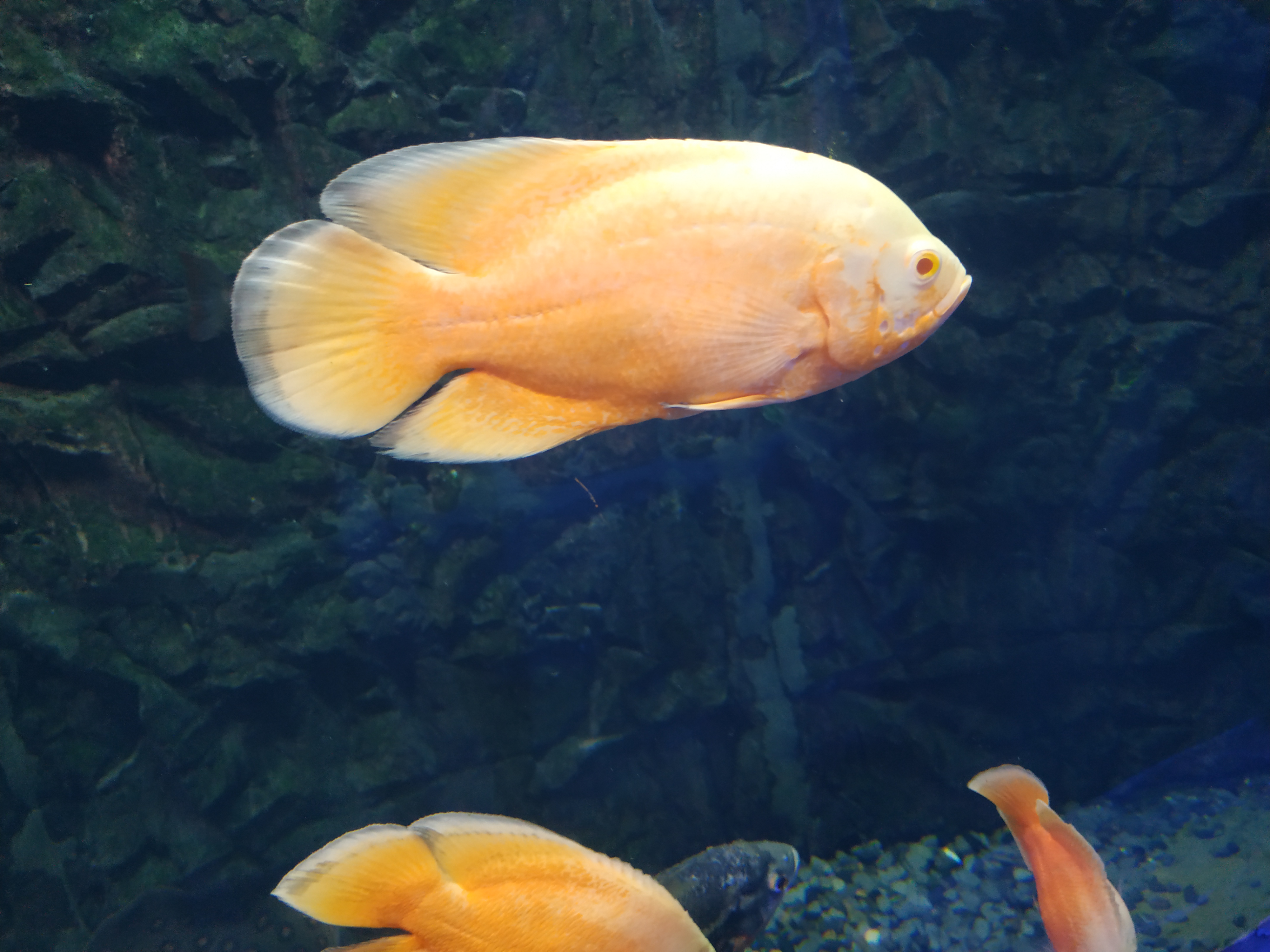 Red Oscar Cichlid