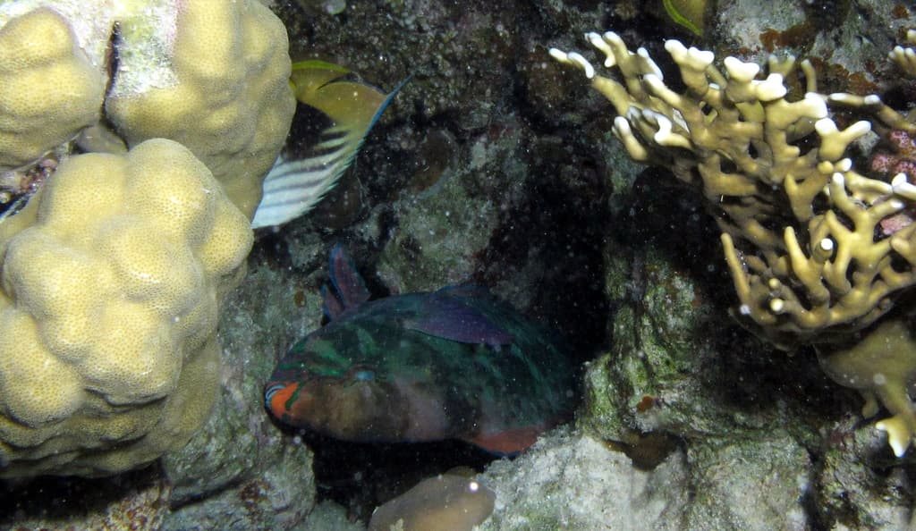 Parrotfish