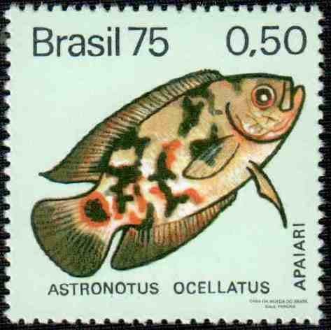 Oscar Cichlid
