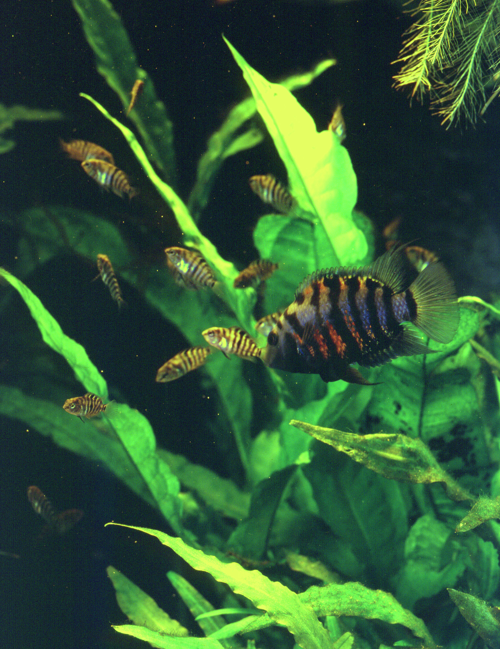 Convict Cichlid