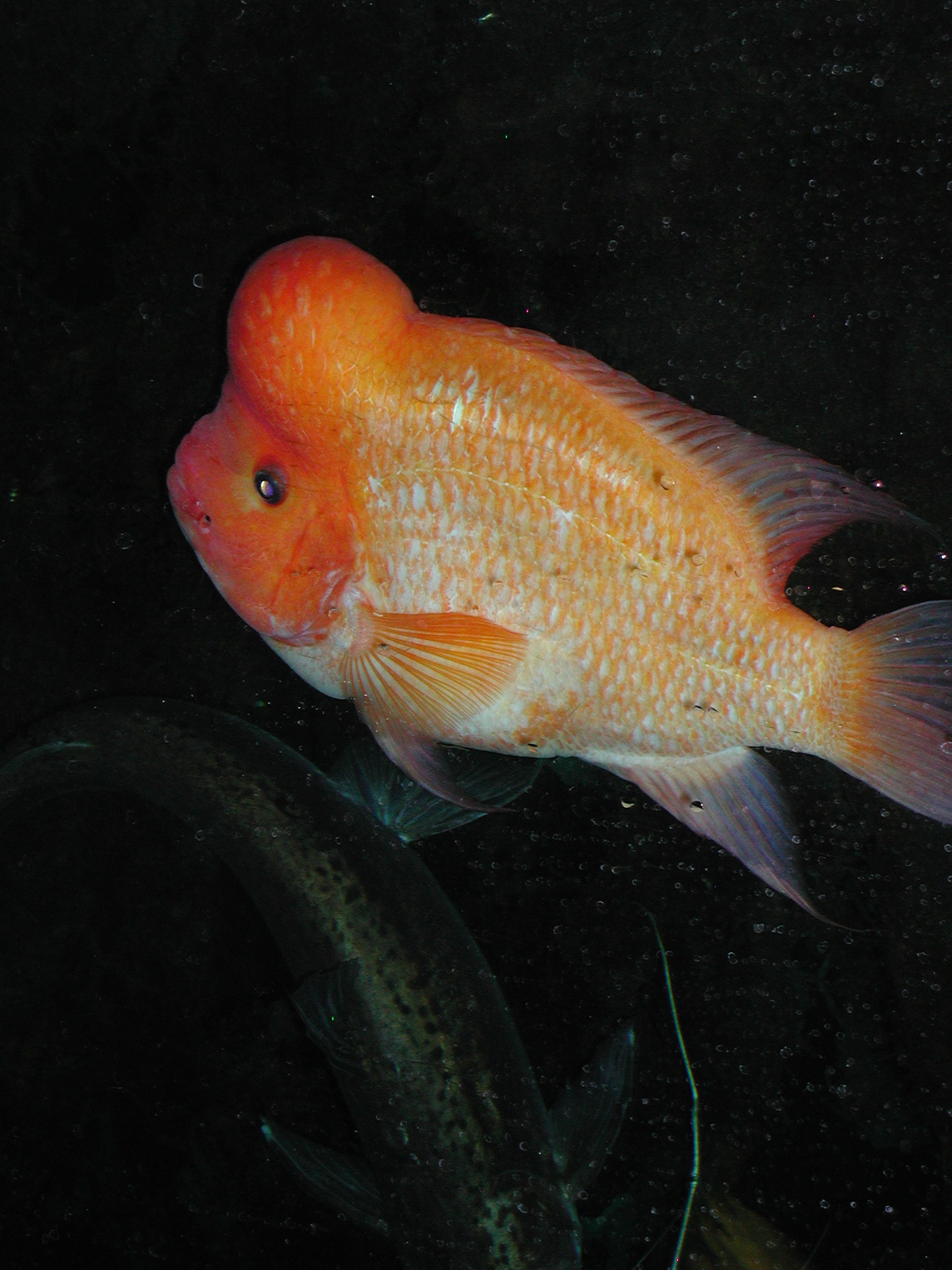 Red Devil Cichlid