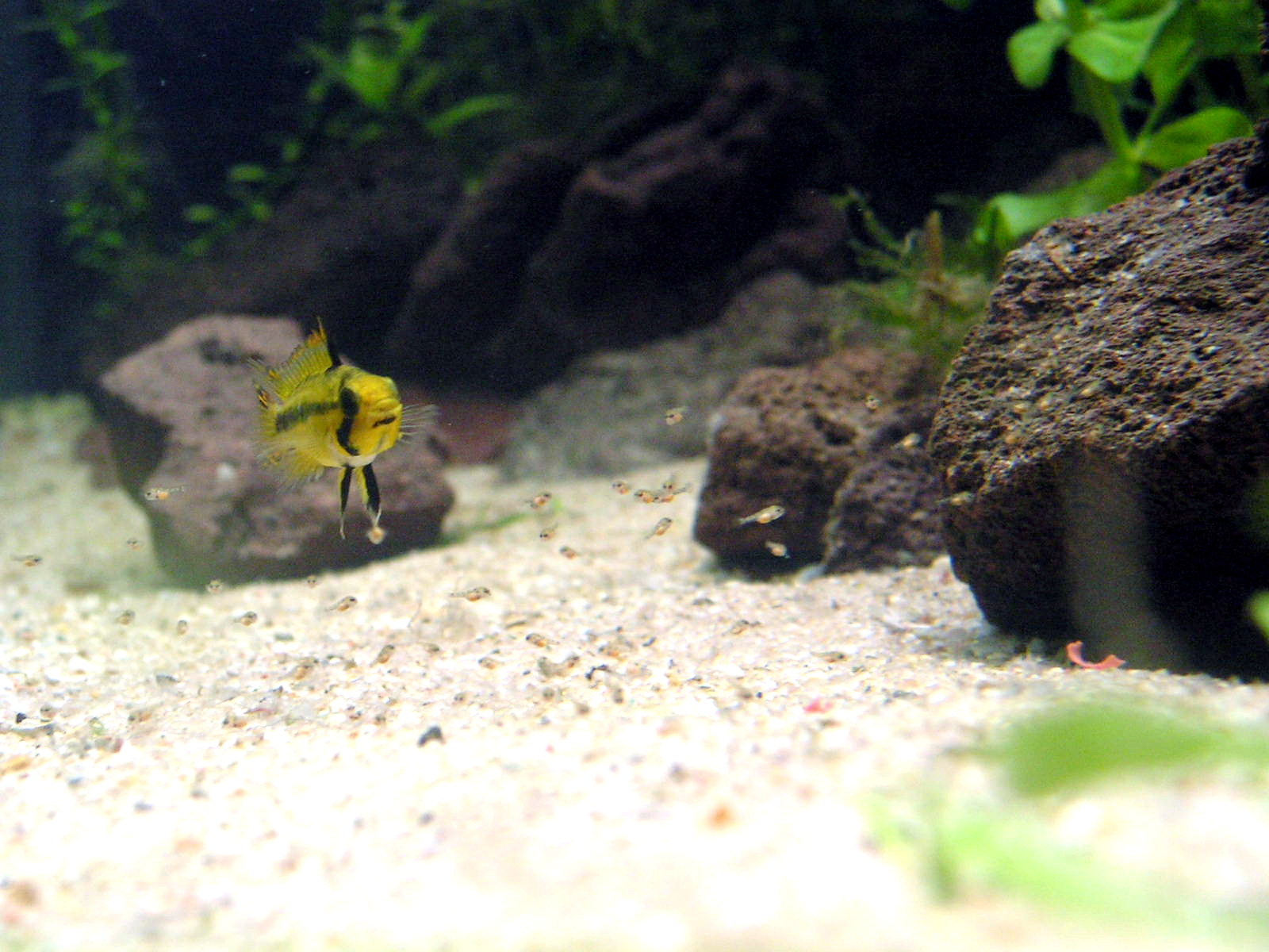 Cockatoo Dwarf Cichlid