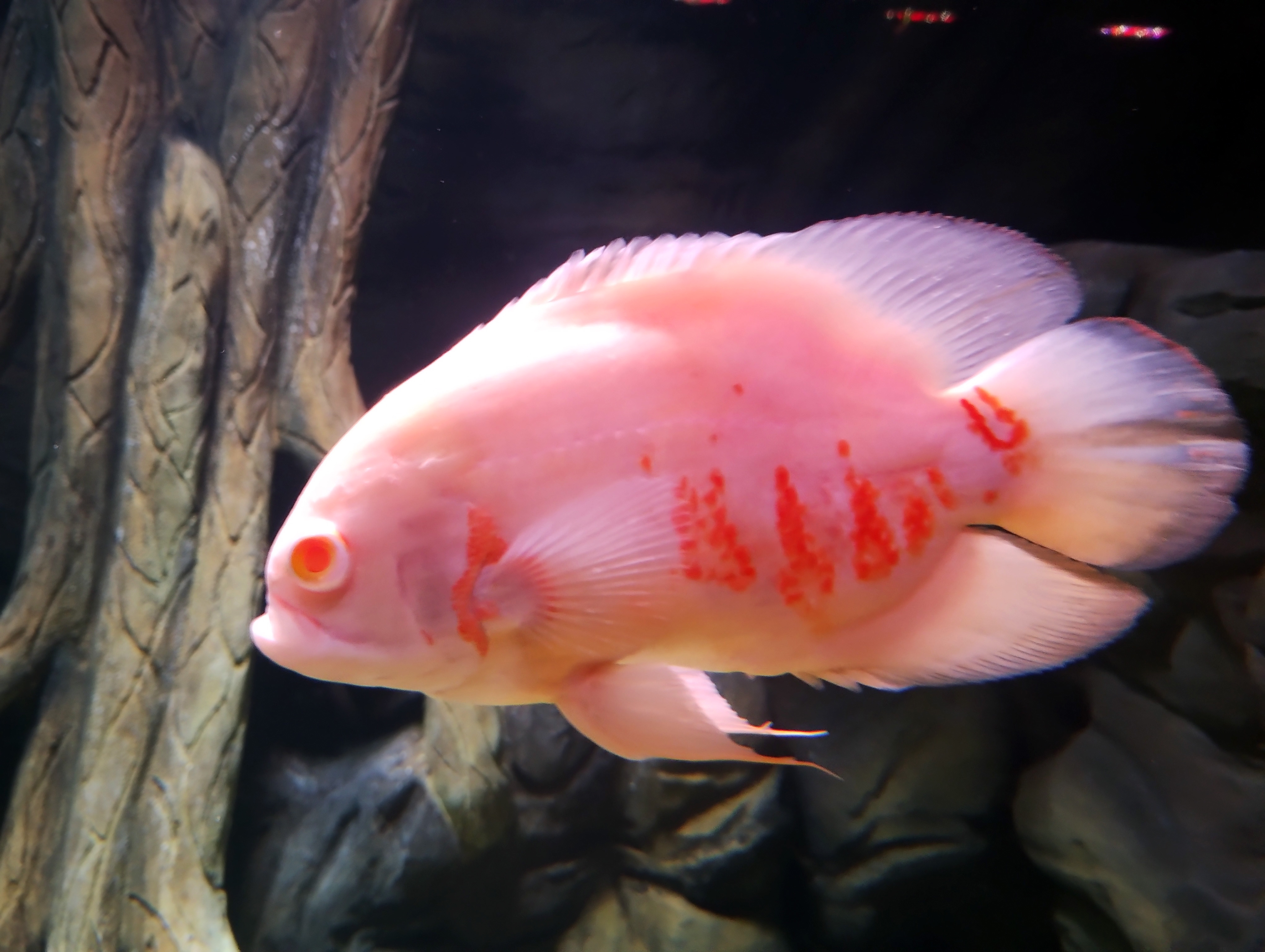 Red Albino Oscar