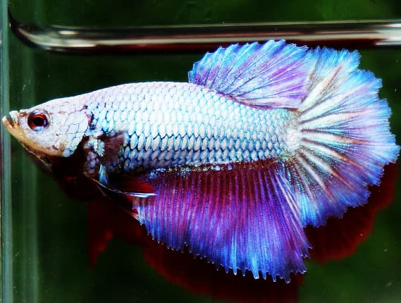 Betta Fish
