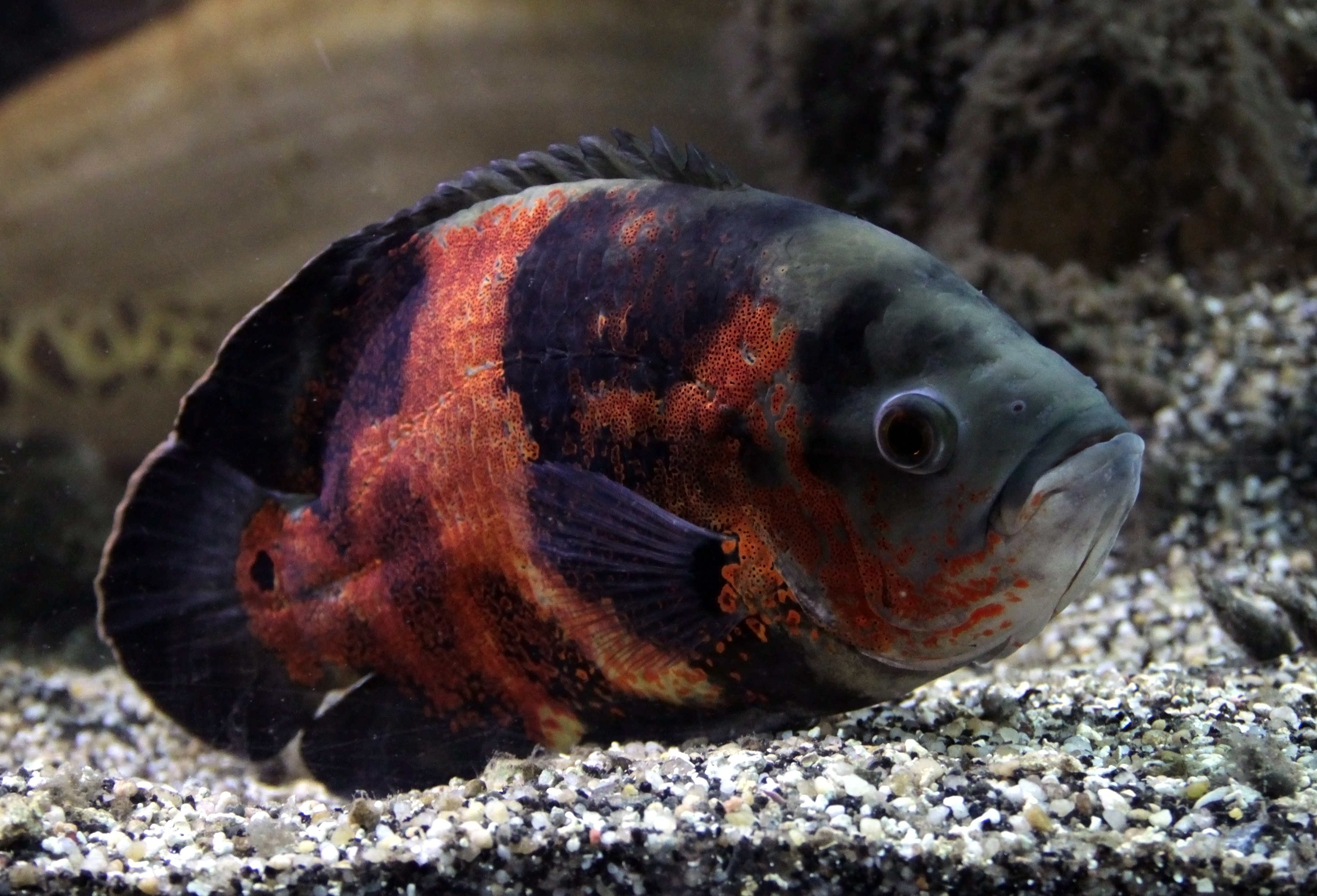 Oscar Cichlid