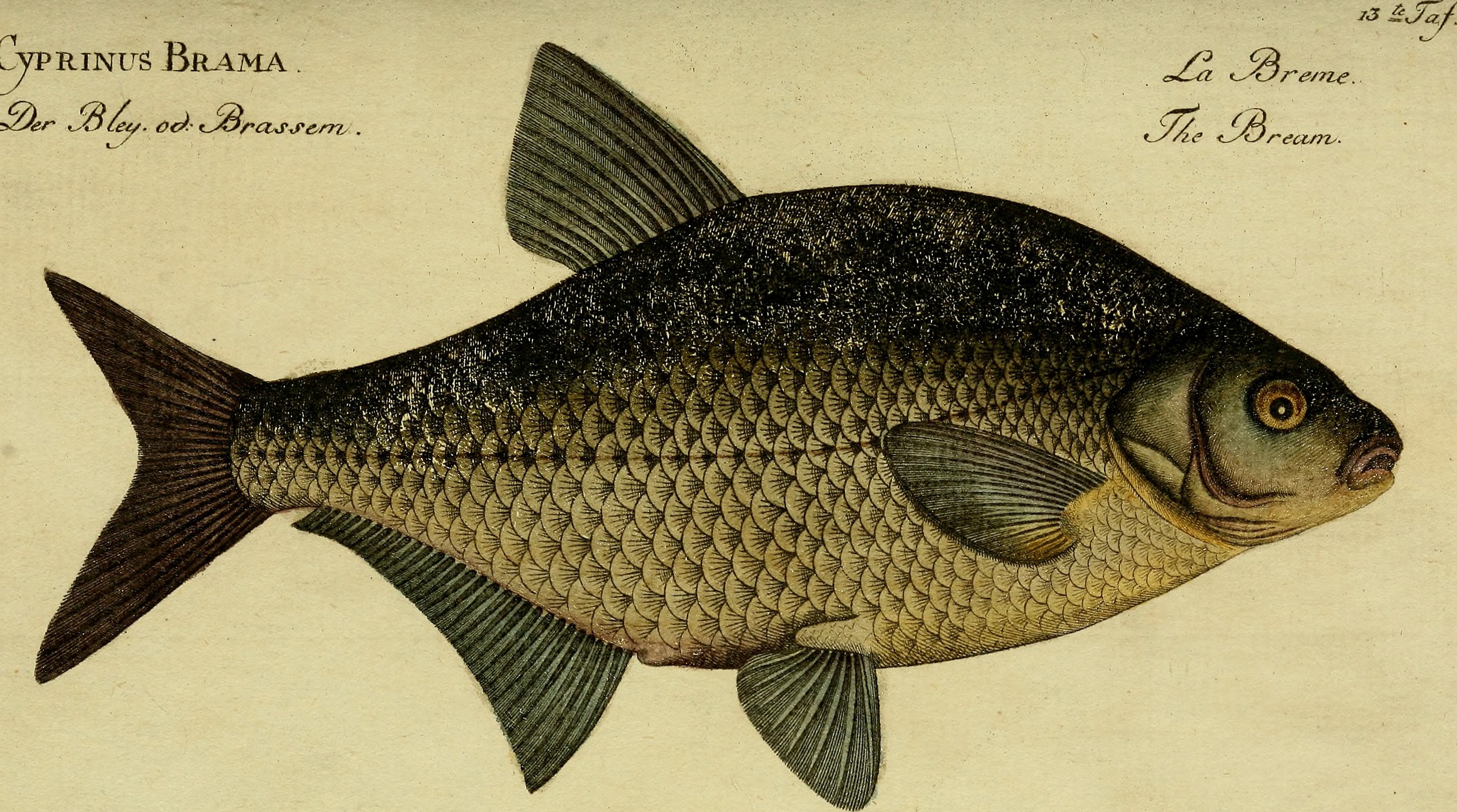 Common Bream
