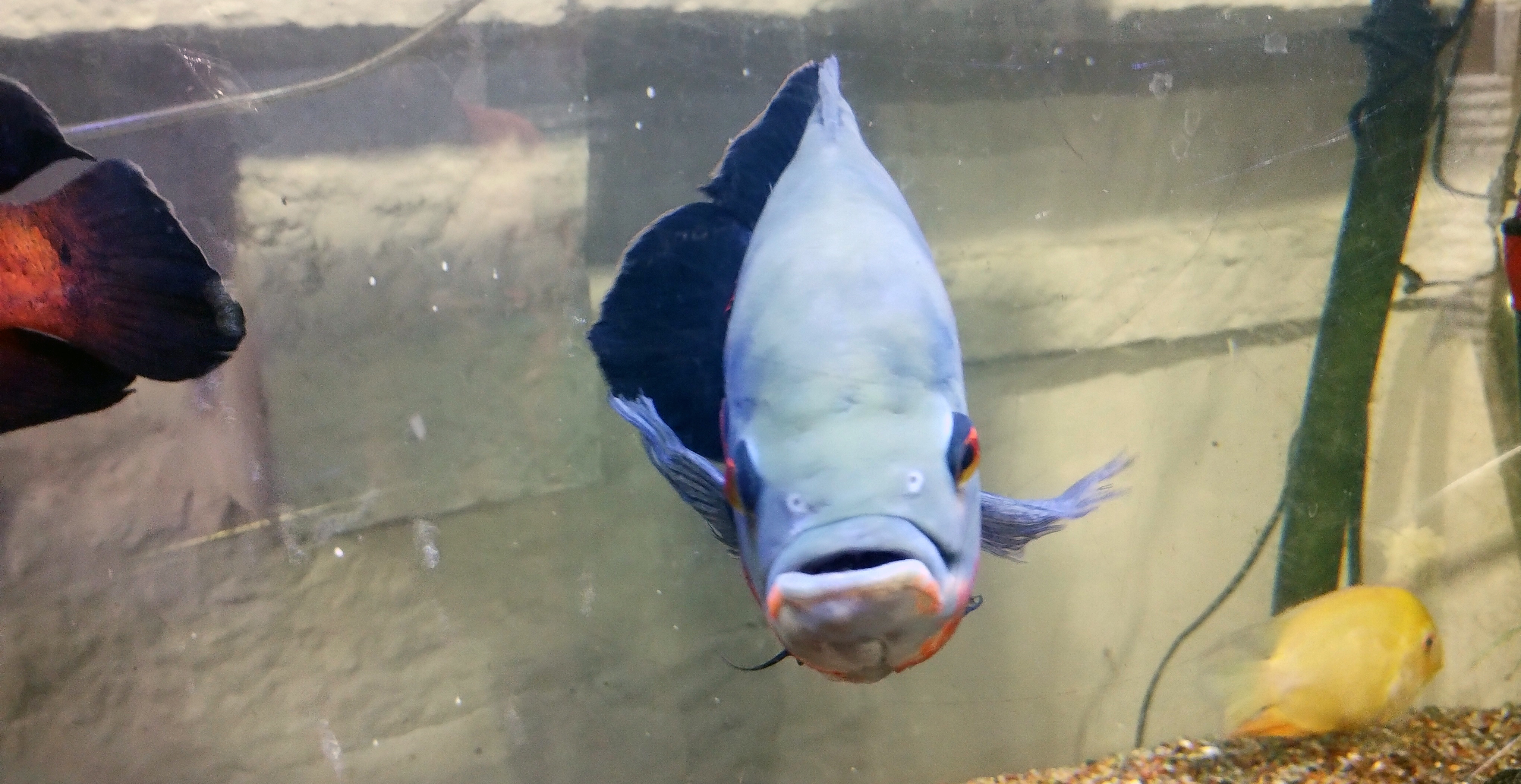 Oscar Cichlid